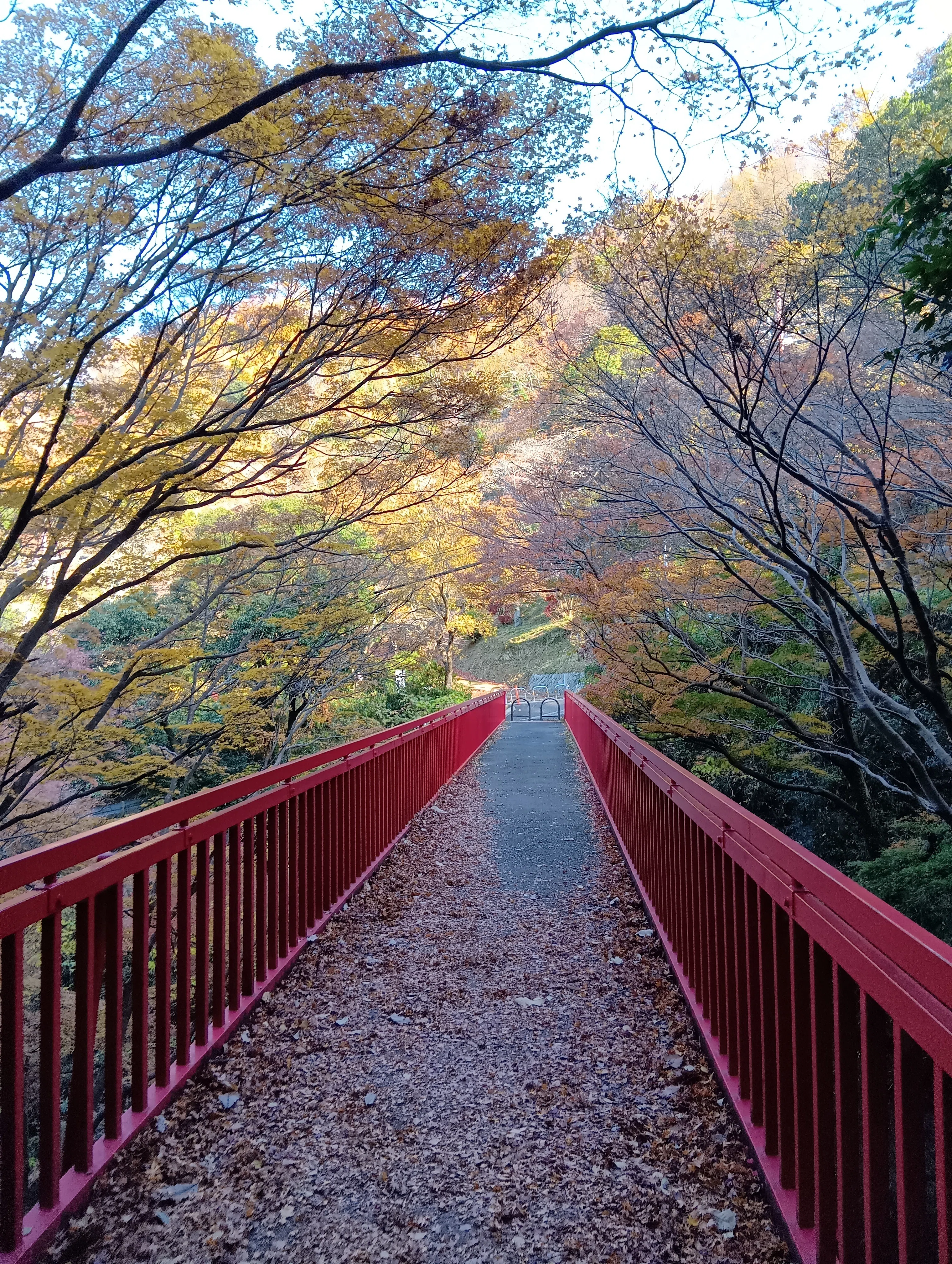歌集　生駒が岳 低山ハイク｜青空・落葉、生駒山。枚岡神社、摂河泉コース、生駒山上