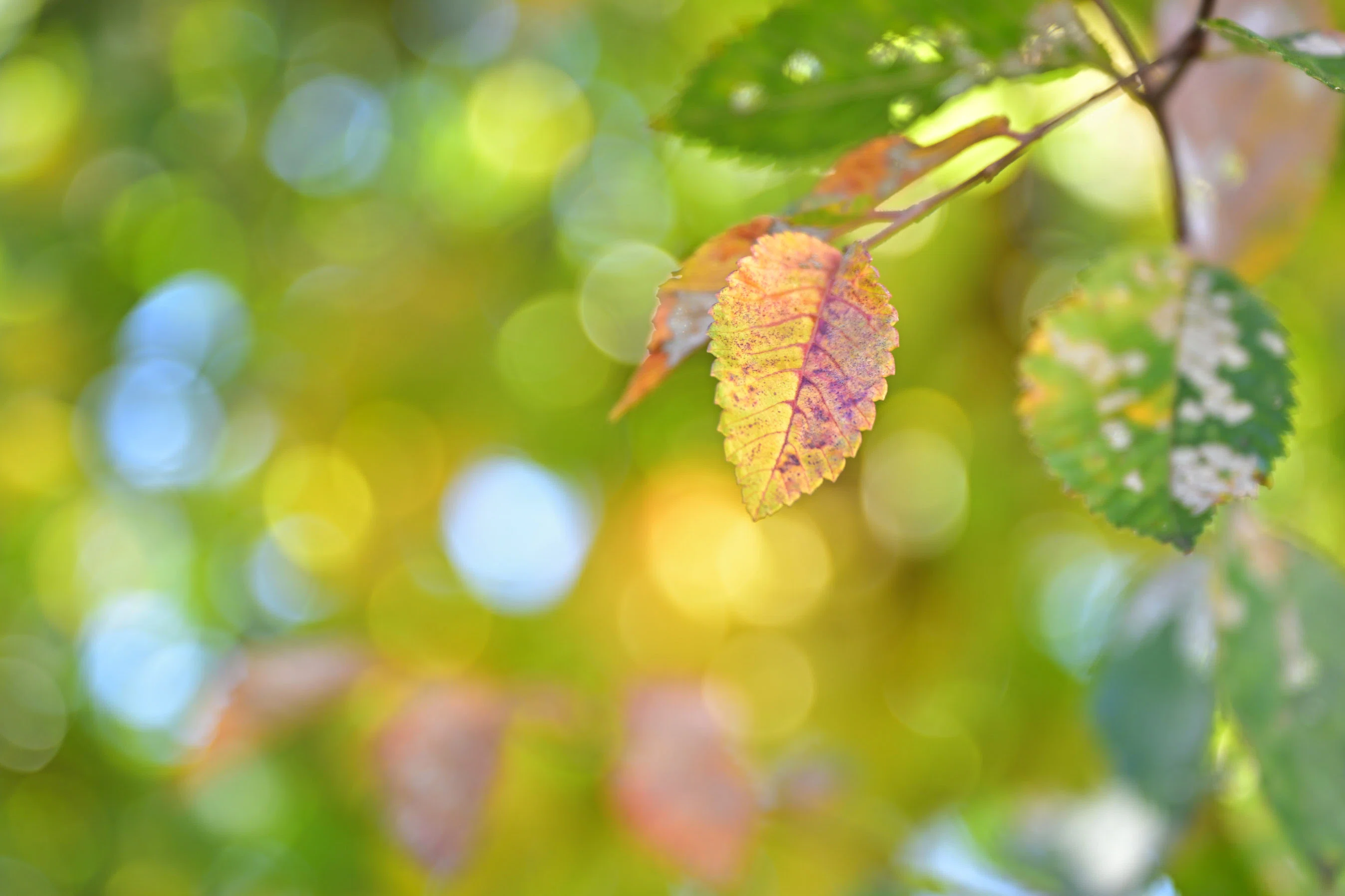 NIKKOR Z 24-70mm f/2.8 S IIのボケ考｜シェル