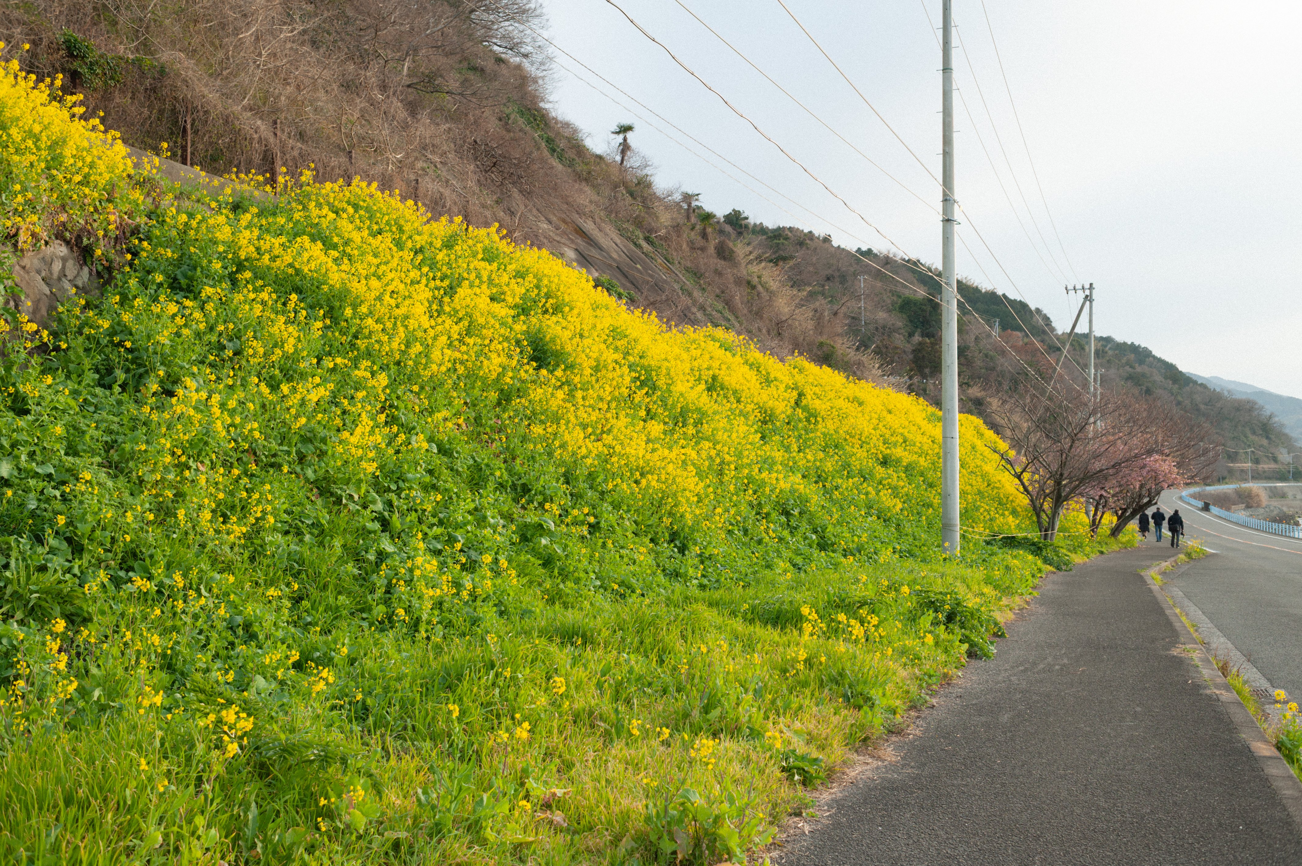 今年の菜の花｜torutabitabi