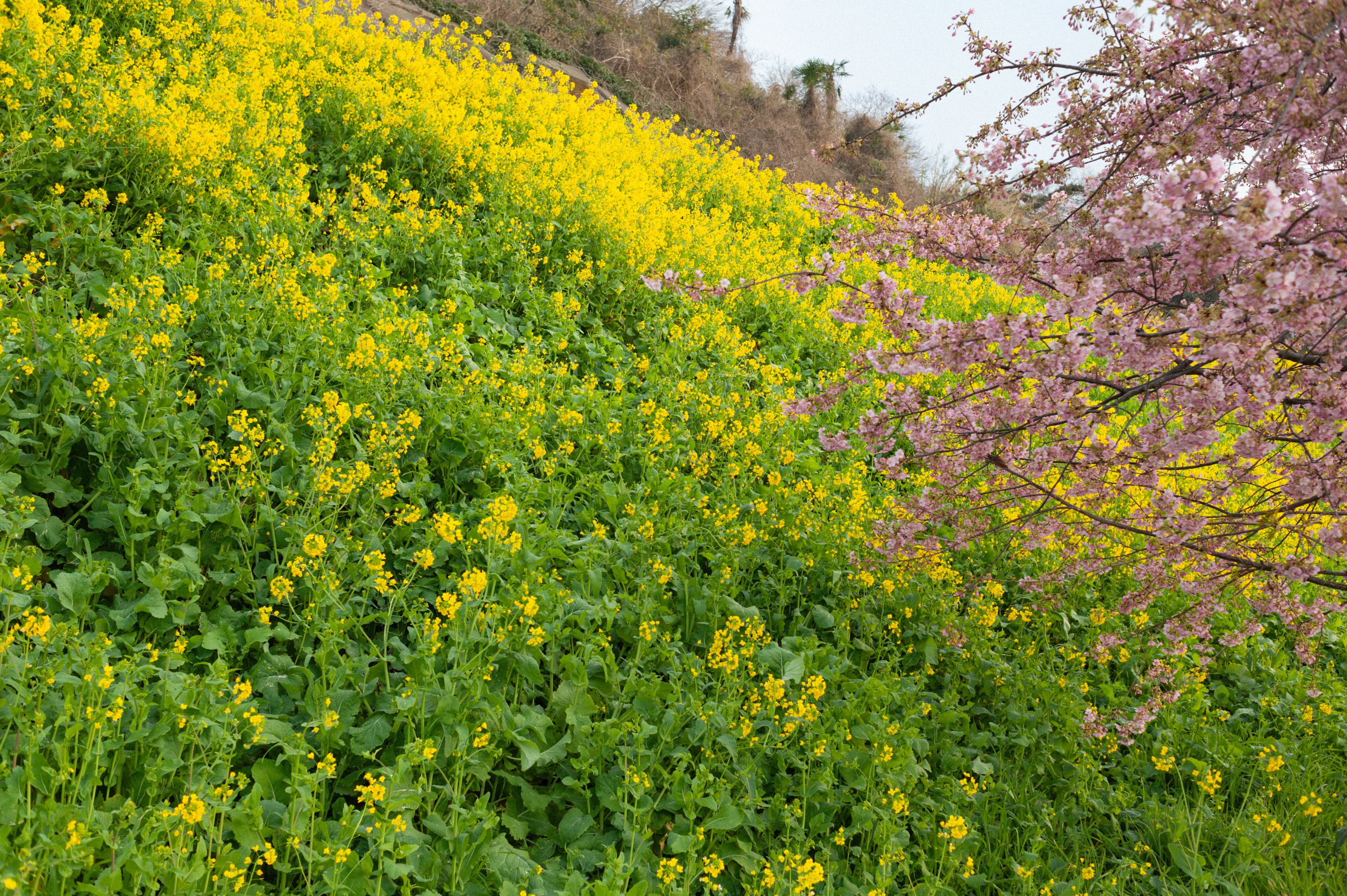 今年の菜の花｜torutabitabi