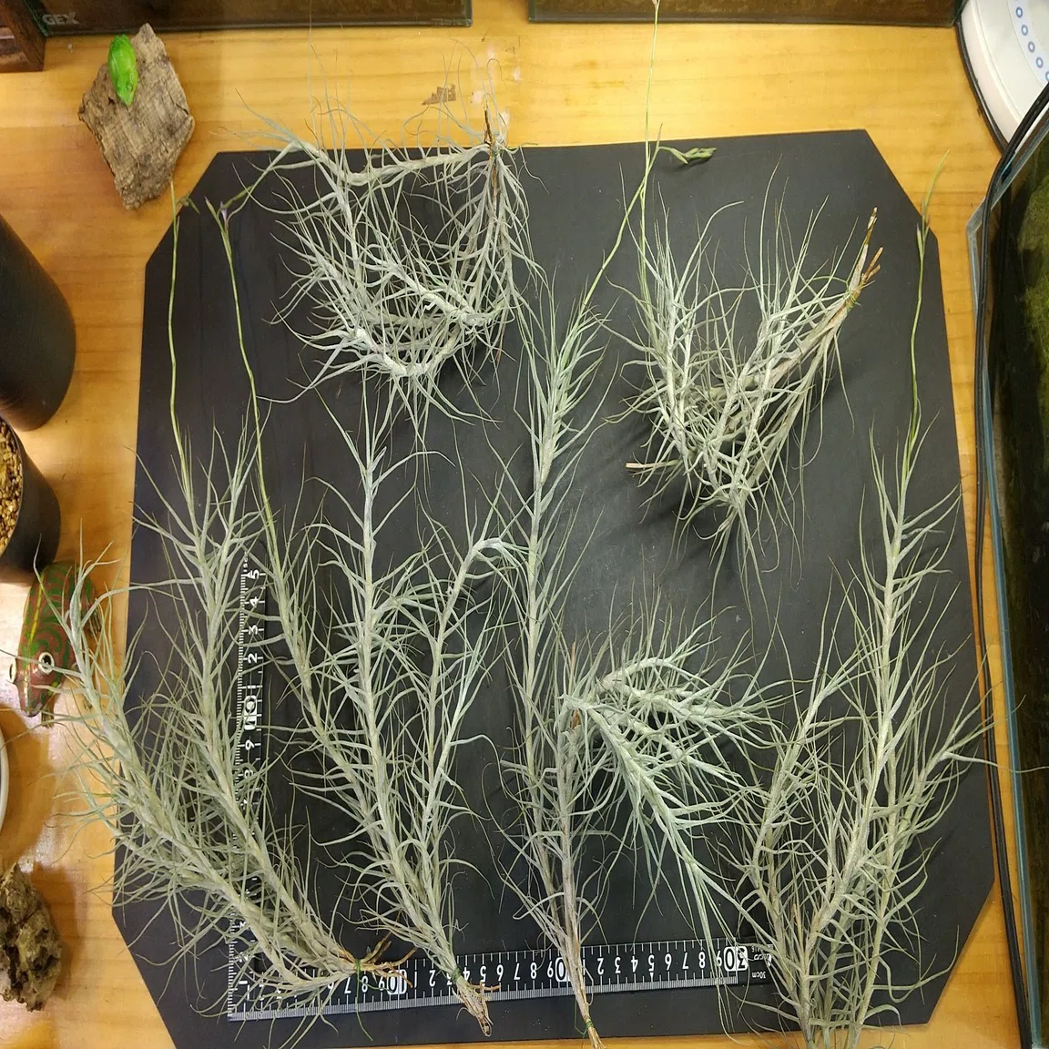 チランジア入荷リスト11/15｜NatureGarden?神田