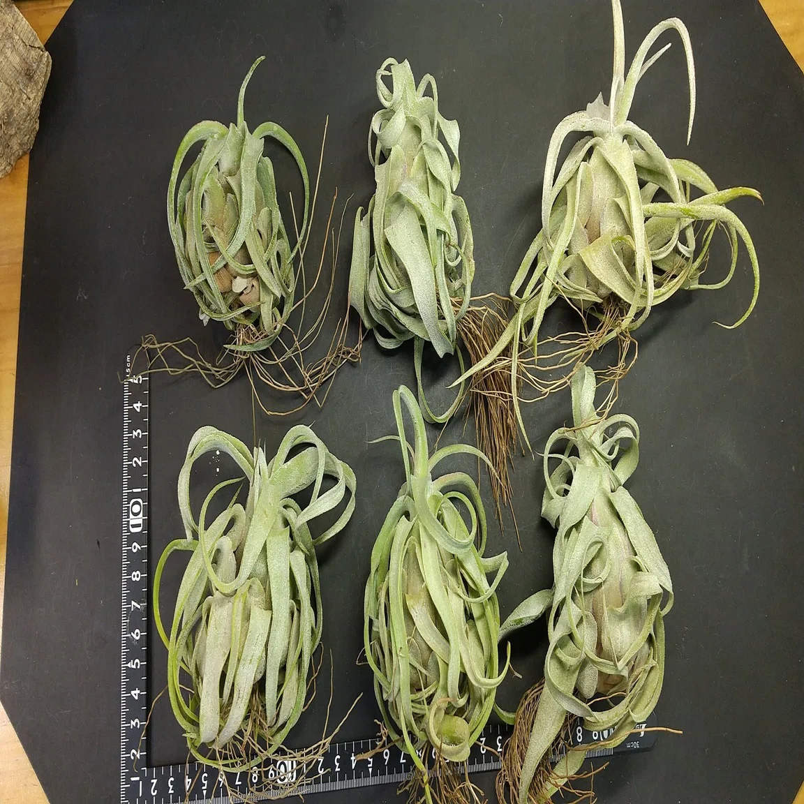 チランジア入荷リスト11/15｜NatureGarden?神田