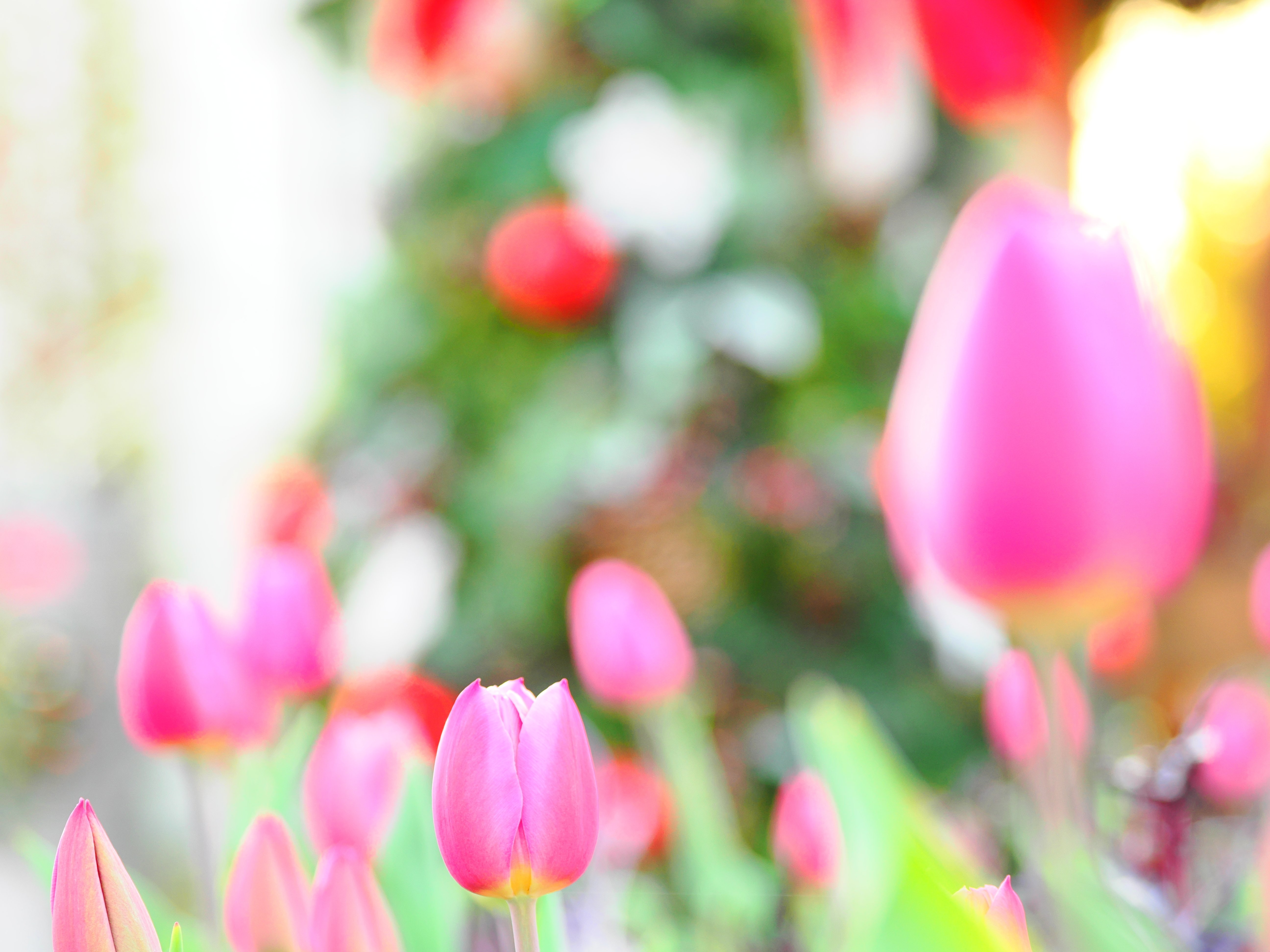 花の写真⑦｜アイスチューリップ｜kose0820