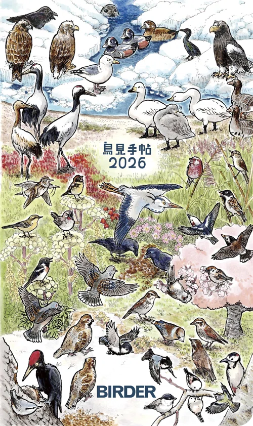 BIRDER1月号の見どころ｜ブンイチ（文一総合出版）