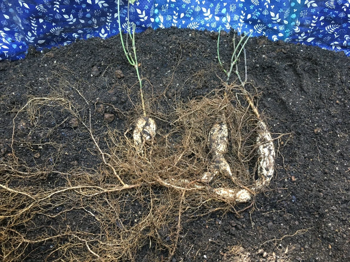 シカクマメの根を食す:芋っぽいゴボウ味|KAKAKKO(かかっこ)