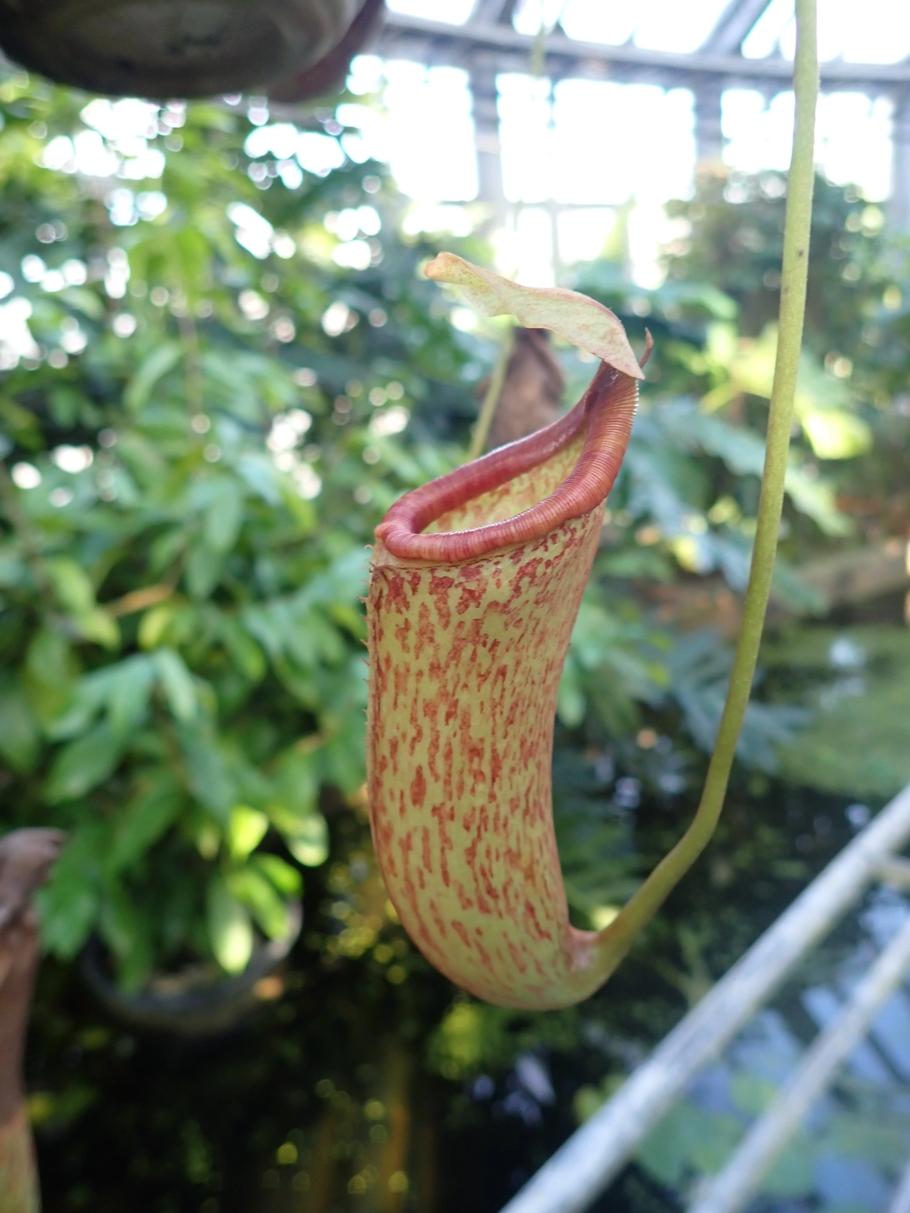 虫を食べる【短歌の世界に生きる植物たち】｜しろいくま