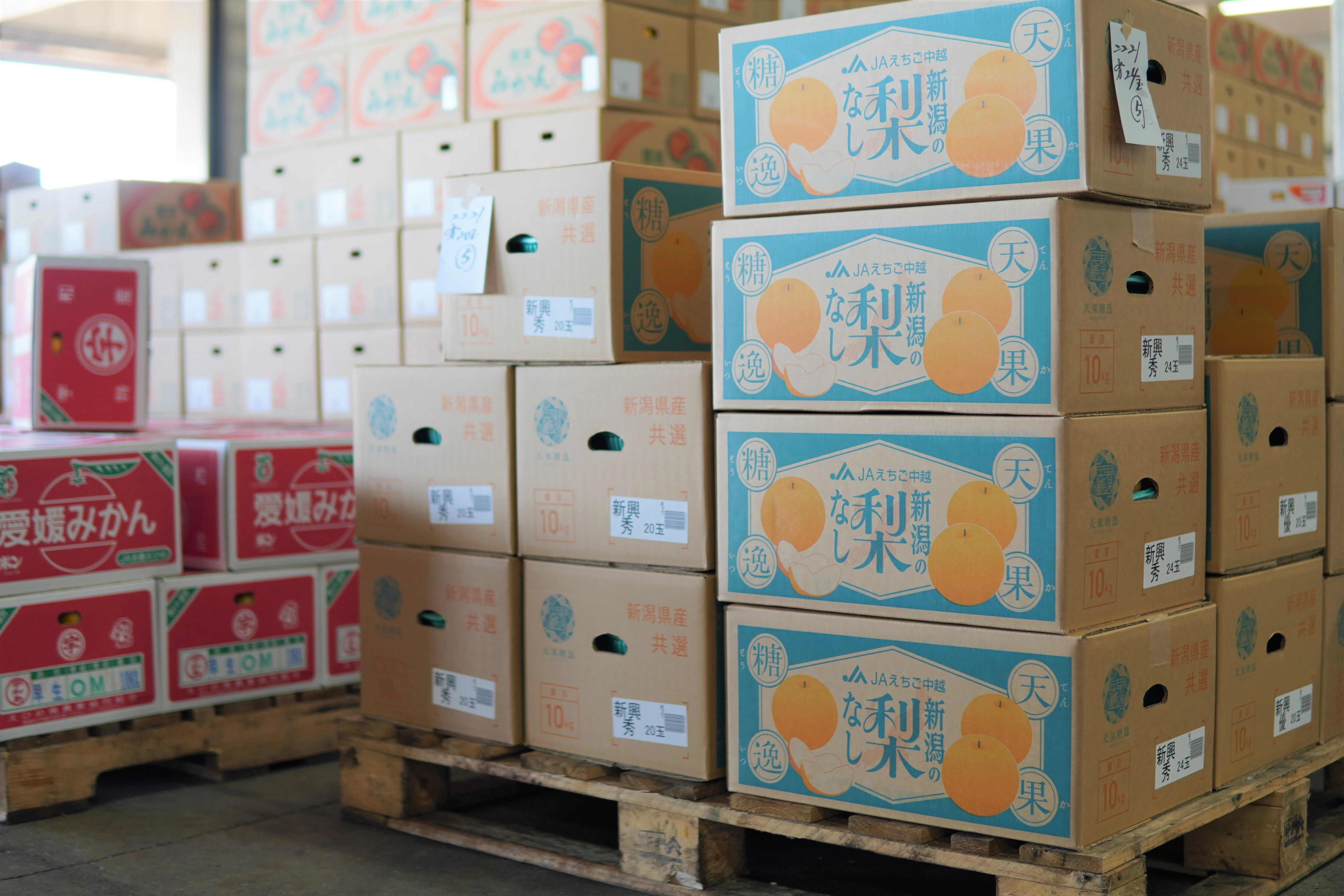 教室を飛び出して横浜の食を支える中央卸売市場に潜入！—平安小学校が