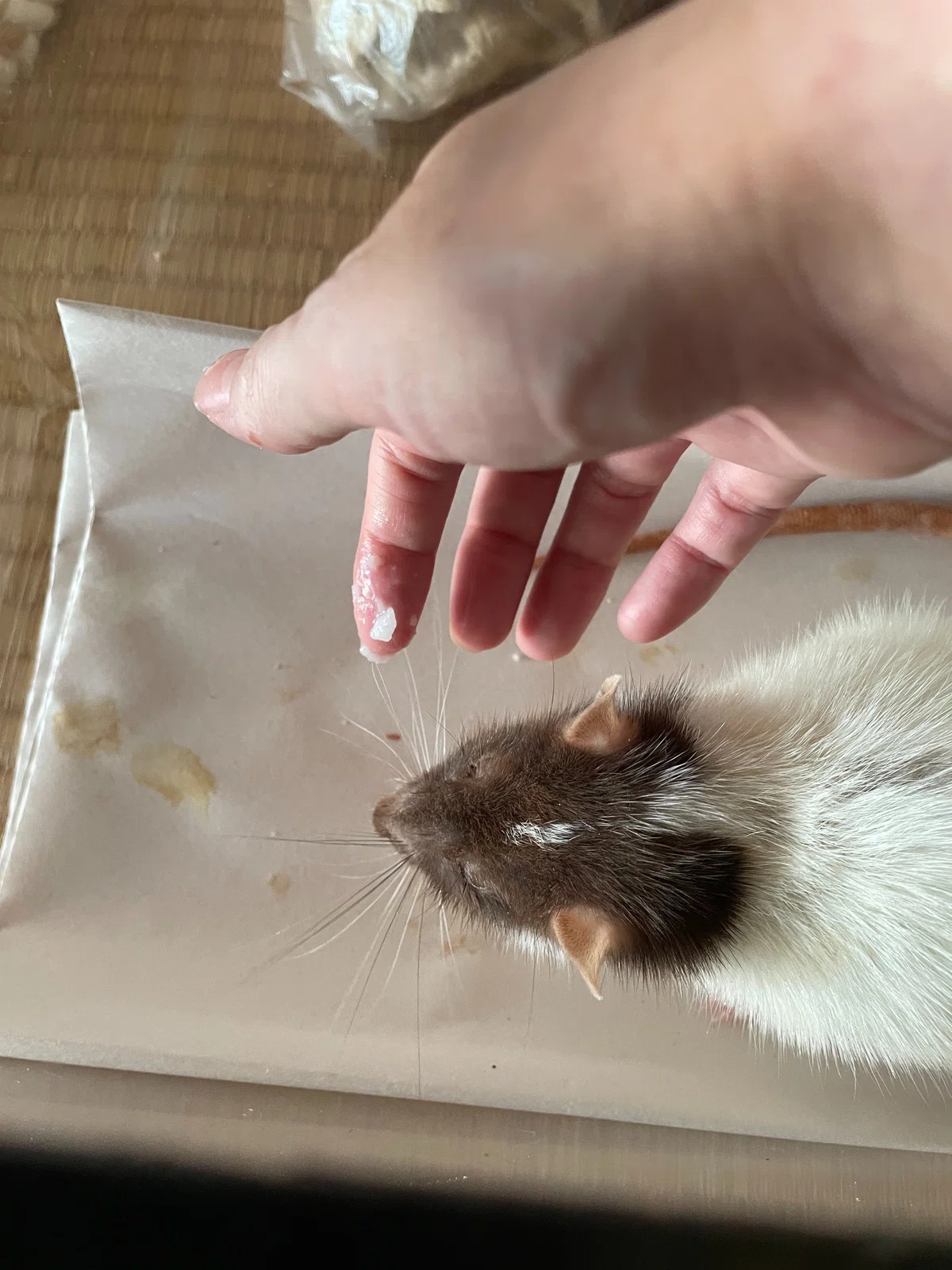 Mini Rats Plastic Care Food for Fancy Rats|ねずみ暮らしのりえ