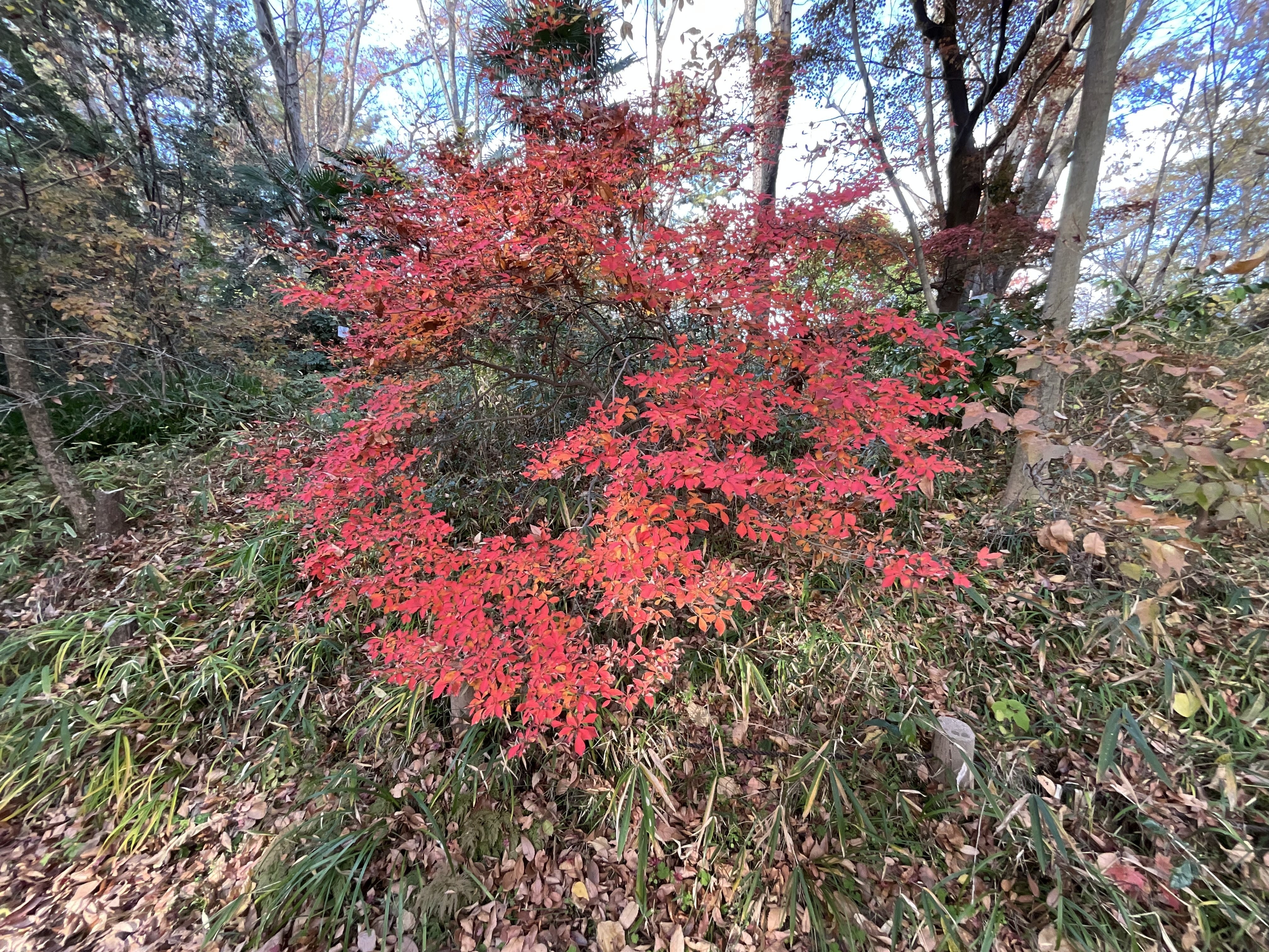 植物　紅葉 京都府立植物園の本格紅葉（12）：2025年12月11日（木）｜藤井秀昭