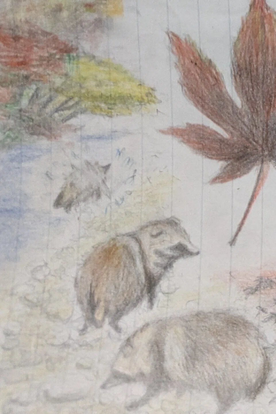 Tanuki Illustration 