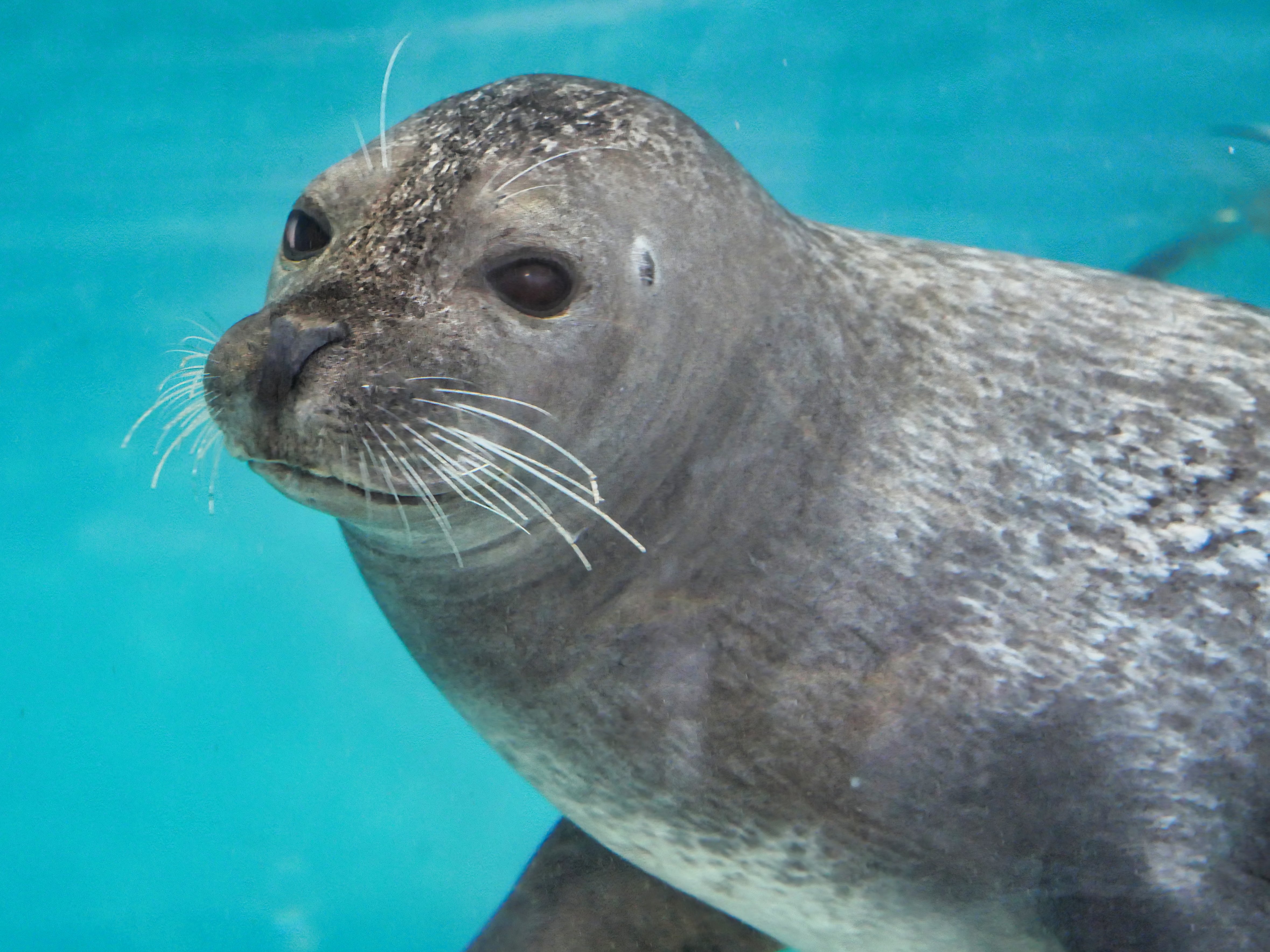 飼育員さんたちの愛が爆発！ 城崎マリンワールドのアザラシ