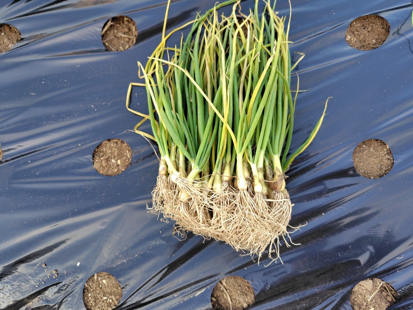 ぐれたくページ▼玉ねぎ苗 ぐれたく様専用ページ▽玉ねぎ苗