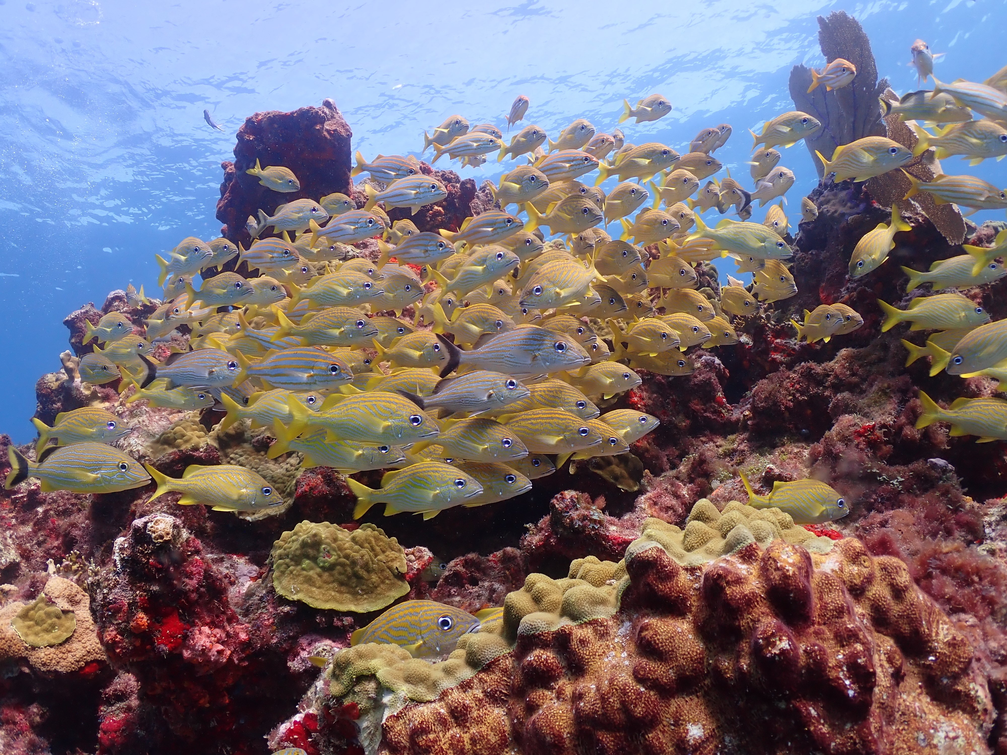 メキシコまでダイビングしに行った話②｜がれあ