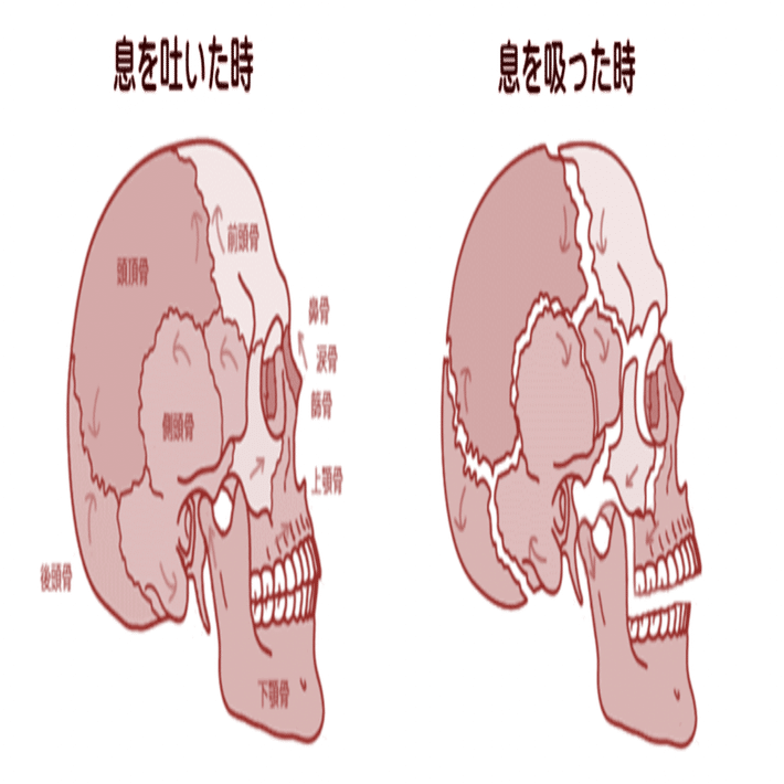 頭蓋骨と自律神経』 −脳脊髄液とテンセグリティの関係−｜續池均