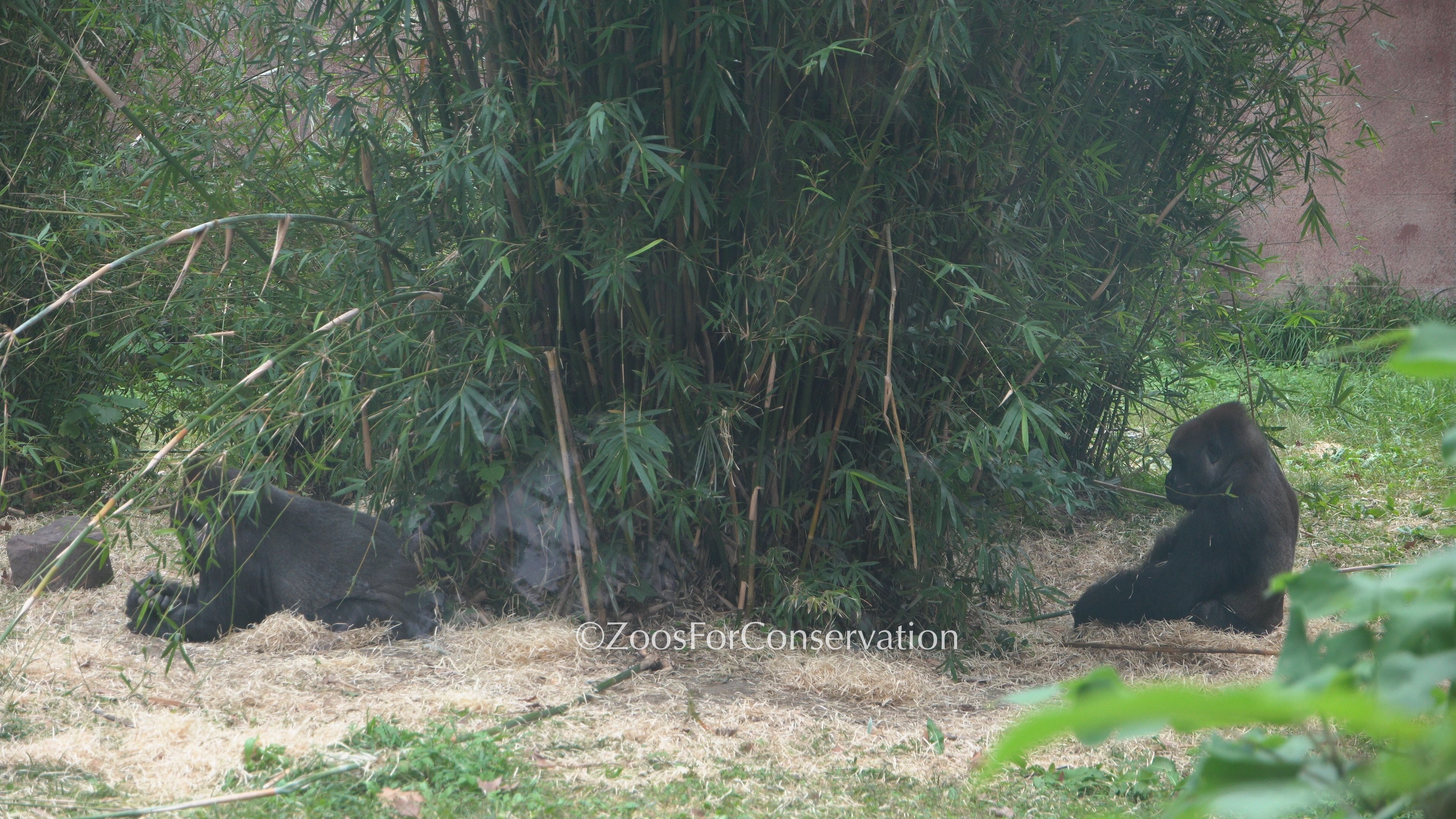 Shanghai Zoo 202511d2 Gorillas｜Zoos For Conservation