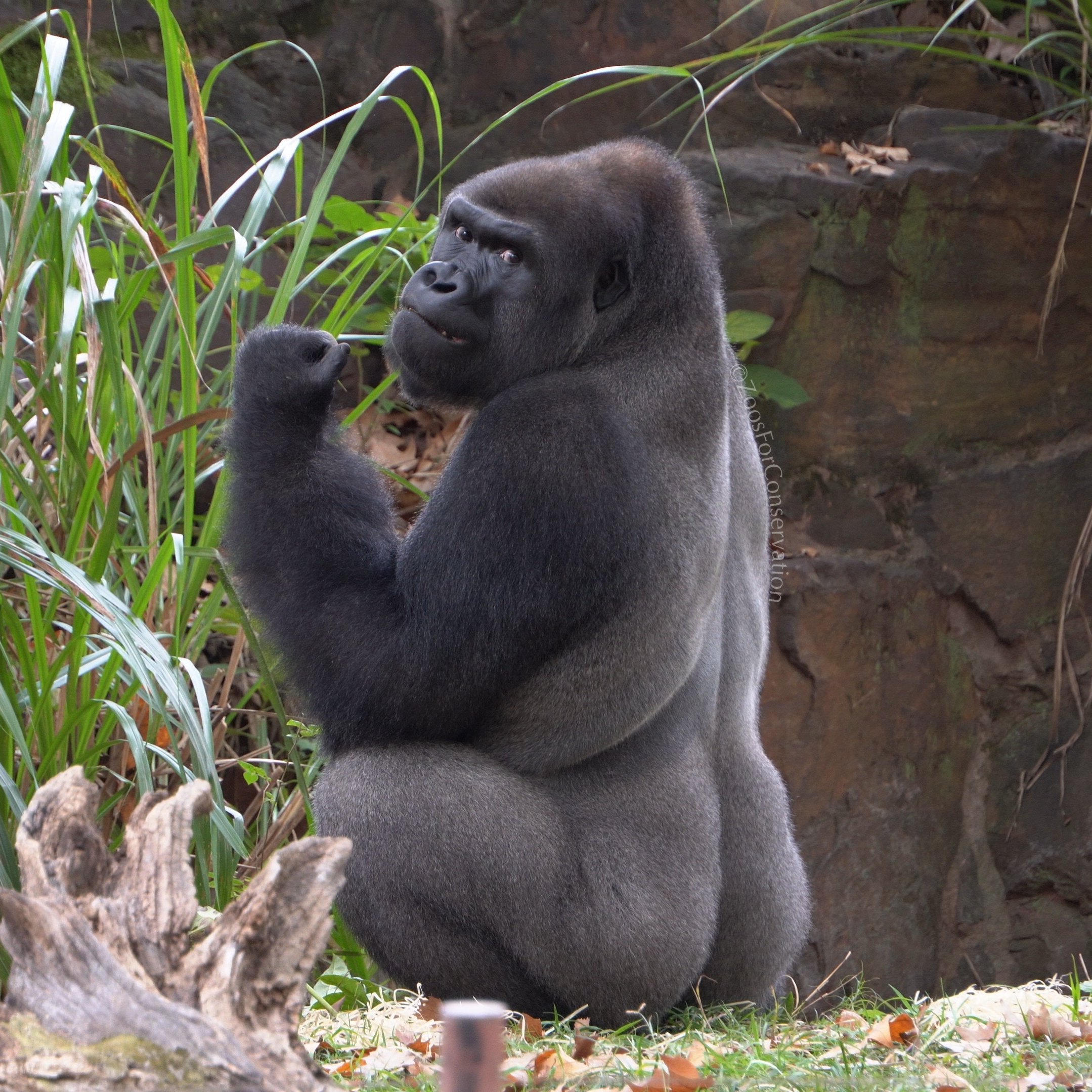 Shanghai Zoo 202511d2 Gorillas｜Zoos For Conservation