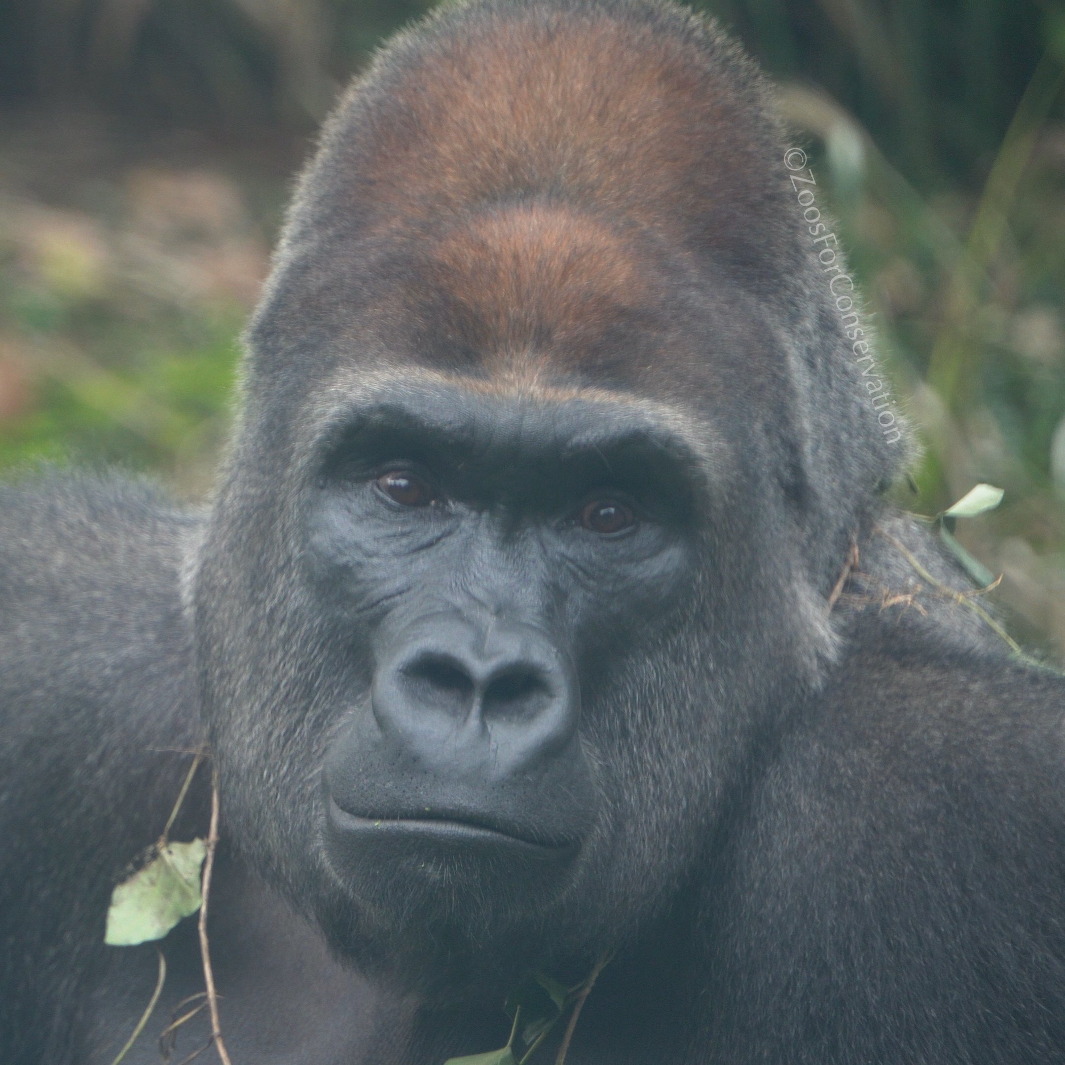 Shanghai Zoo 202511d2 Gorillas｜Zoos For Conservation