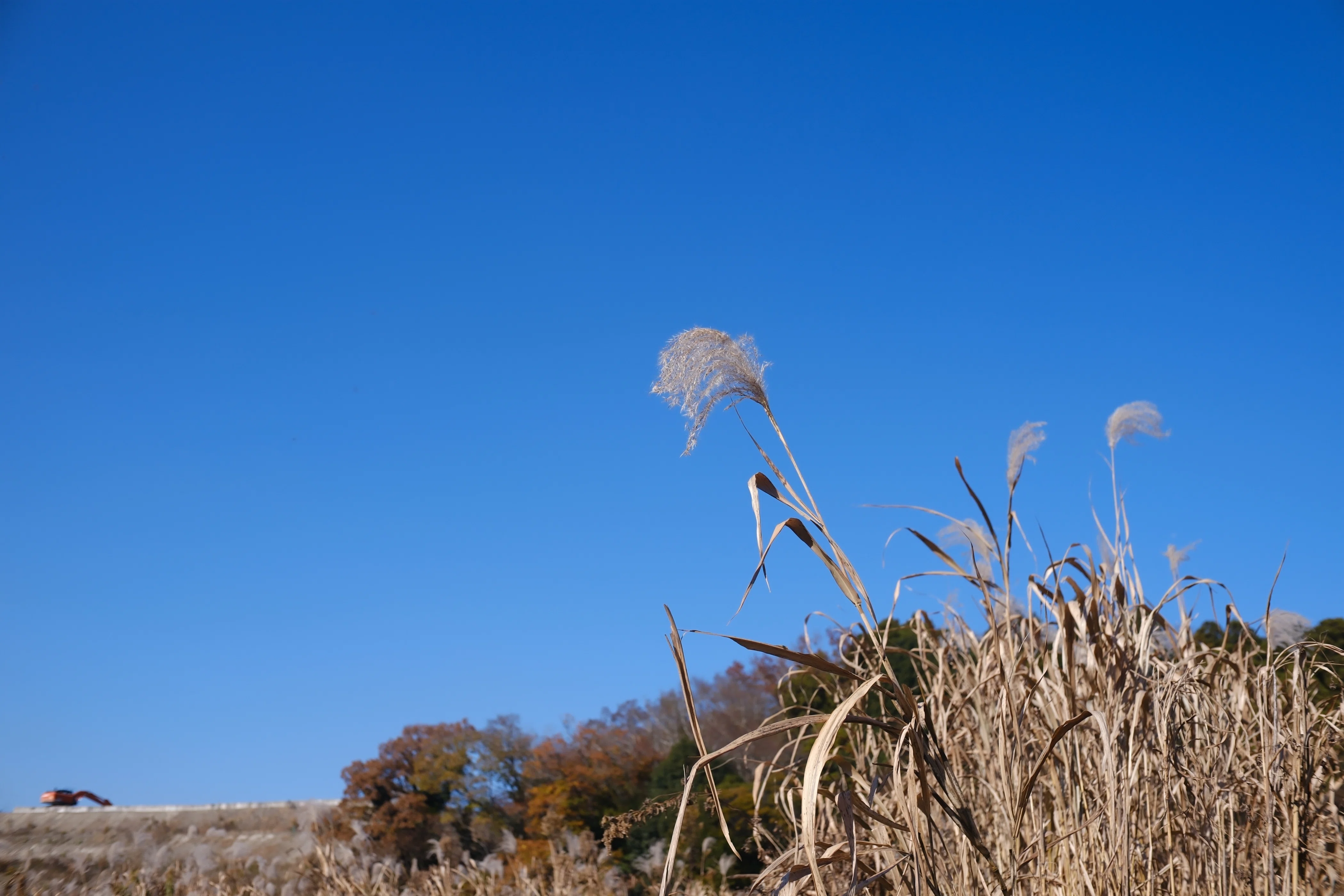 X-M5にSG-image 25mm F1.8 Ⅱ｜カリスト