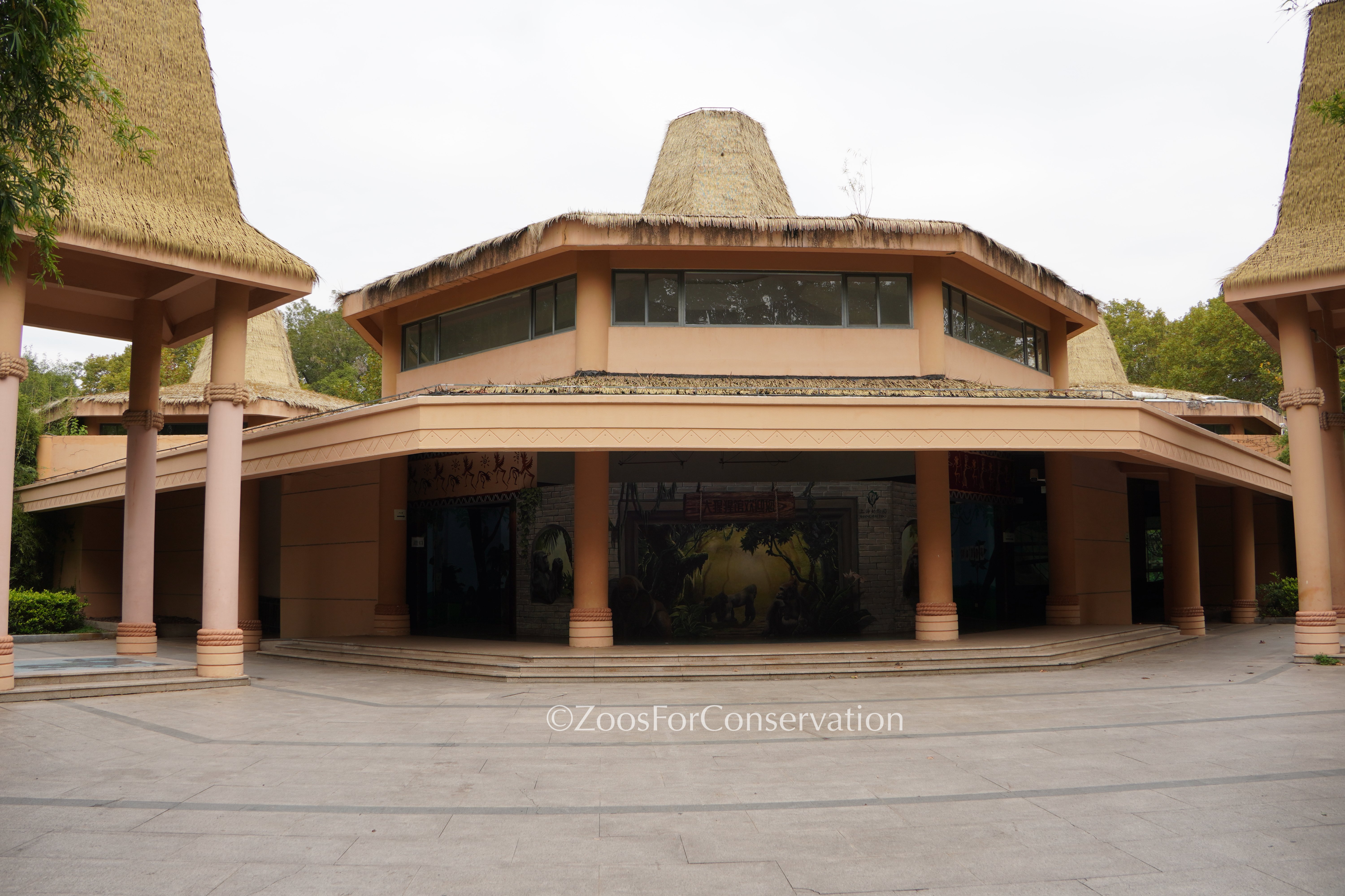 Shanghai Zoo 202511d2 Gorillas｜Zoos For Conservation