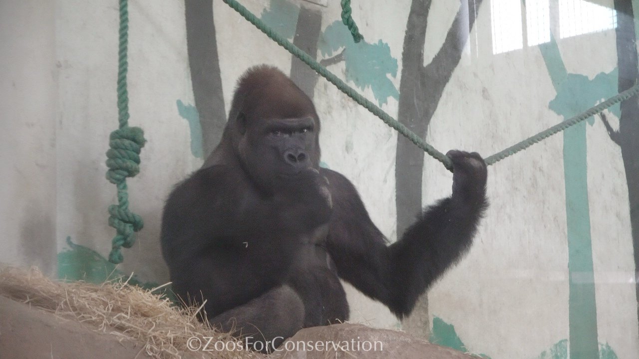 Shanghai Zoo 202511d2 Gorillas｜Zoos For Conservation