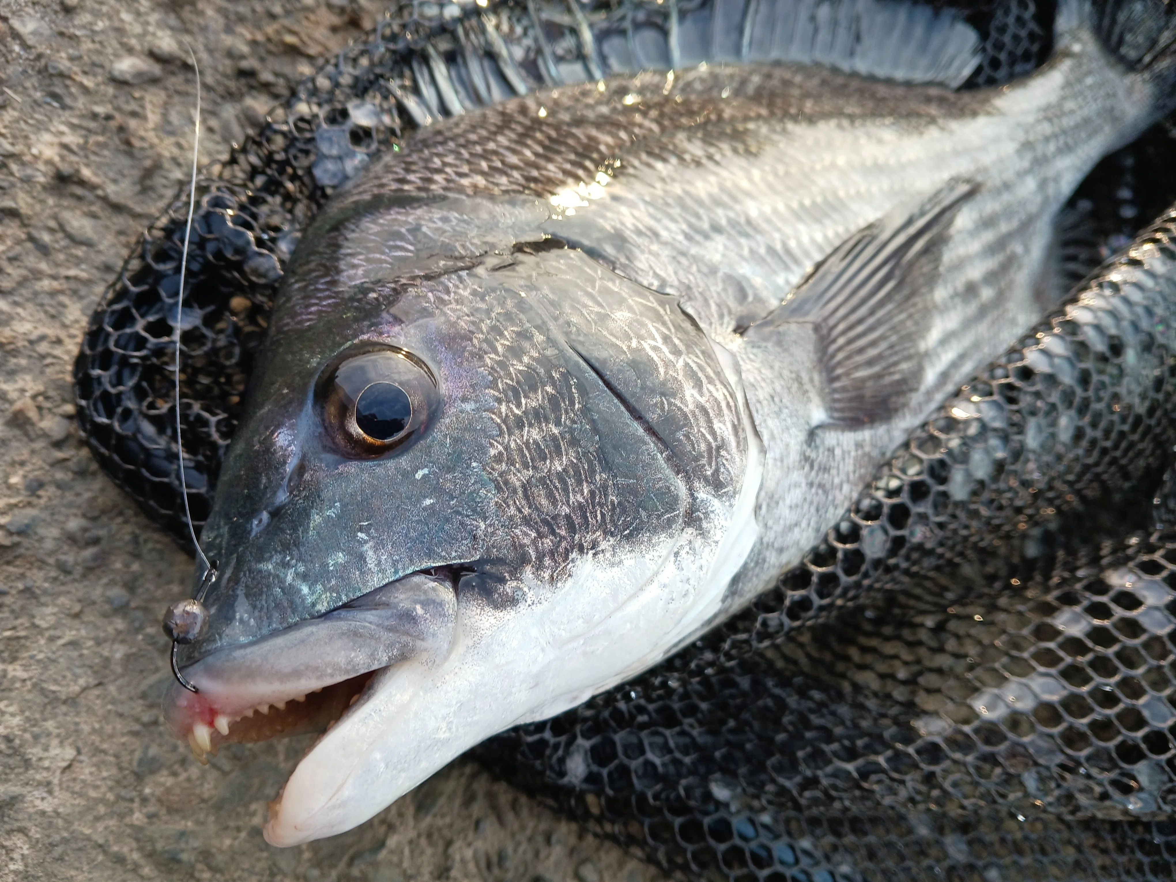 遠州灘流入河川でクロダイのヘチ釣り 1時間で結果を出す！冬の短時間