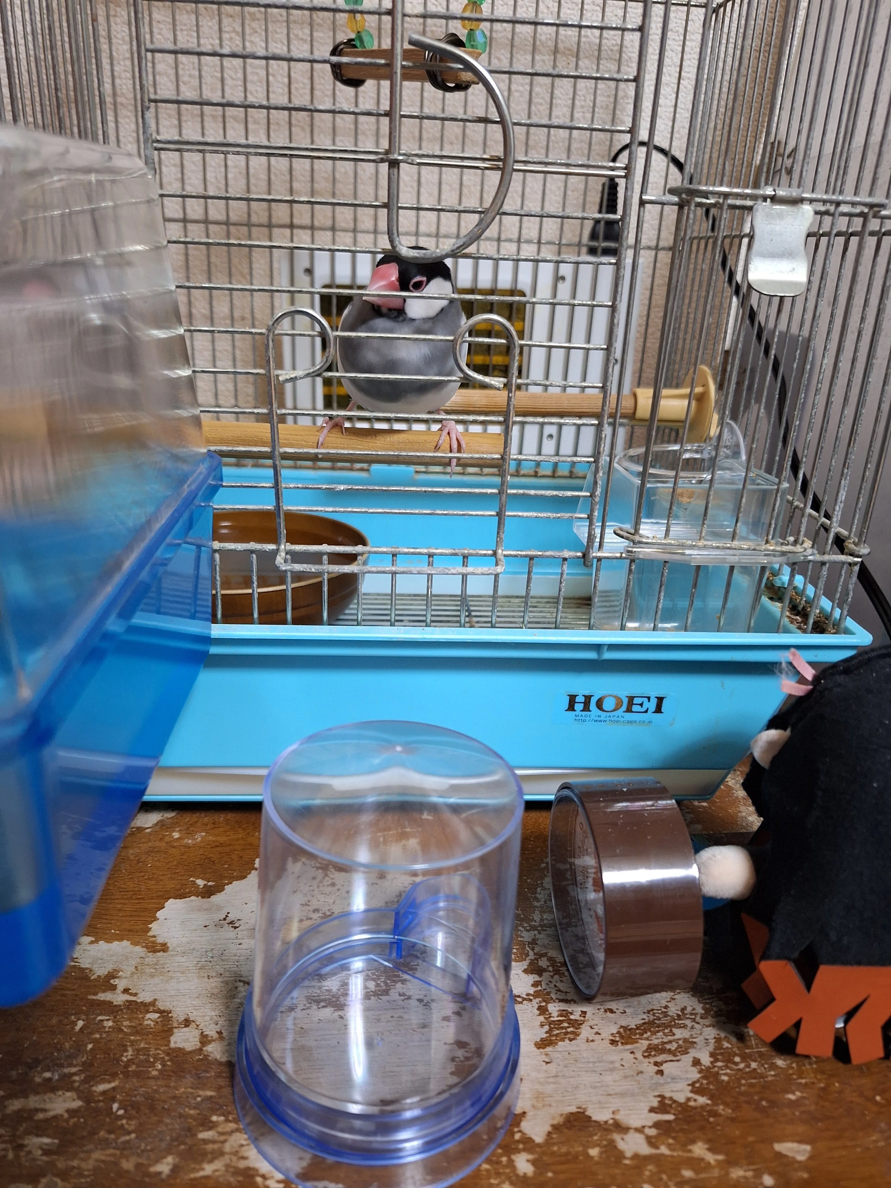 模索中】老鳥のケージの底上げのために買ったもの・通販編！(251211