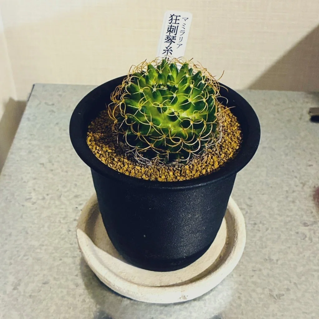 【2025の2】今年良かったものn選…名前がかっけ～植物のある生活｜島原てのべのむ