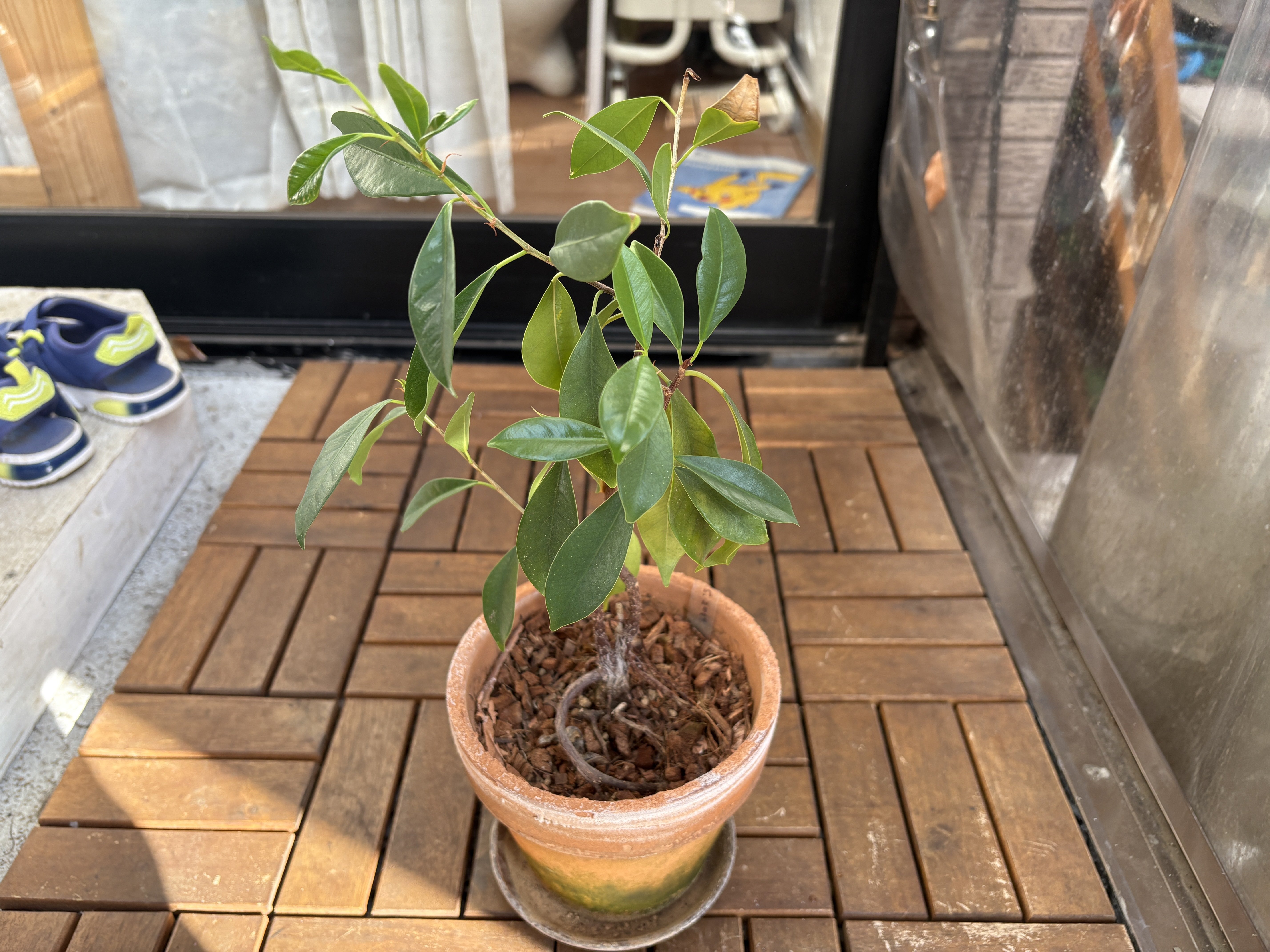 ガジュマル 大株　11年育成 岩付き ガジュマル 大株 11年育成 岩付き