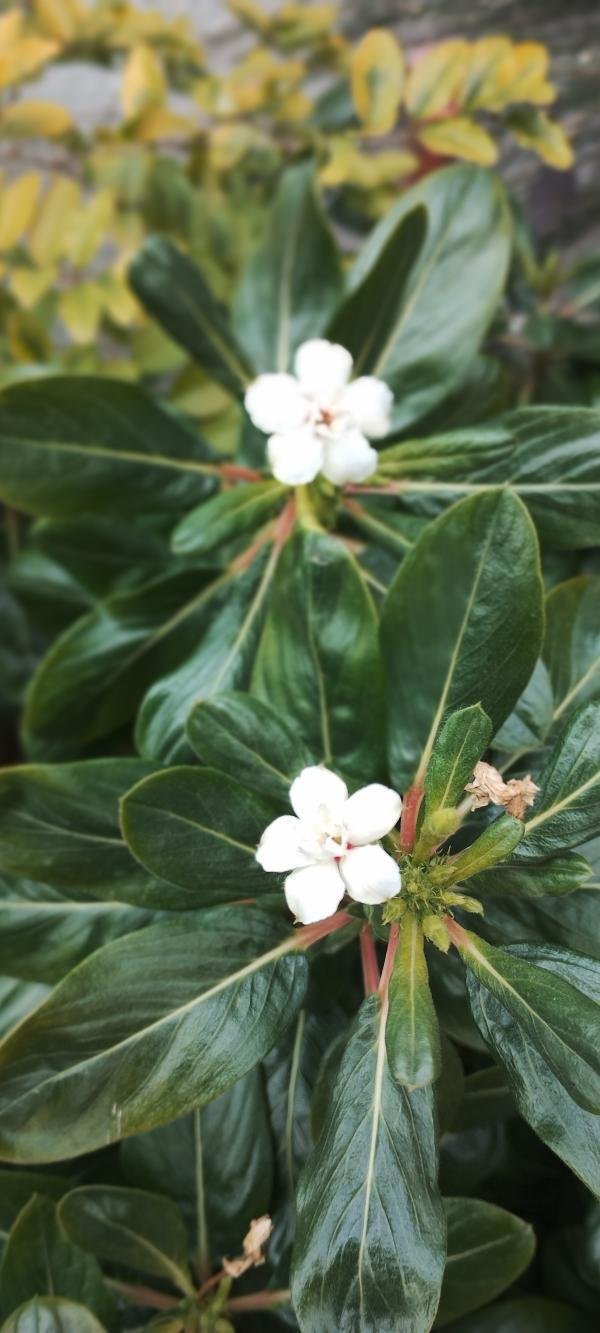 ニチニチソウ（冬の白花）｜高瀬浩之