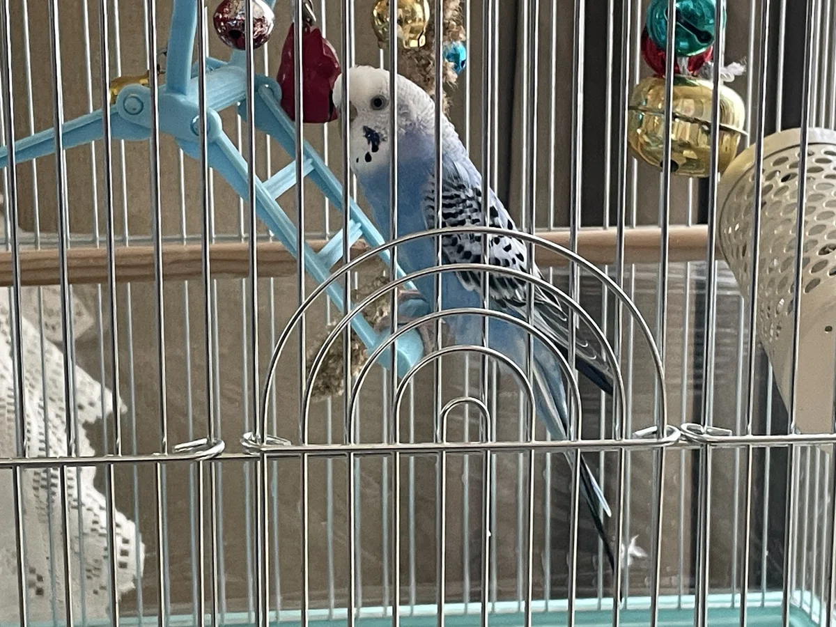 鳥かごの中でおもちゃのそばに立つ青いセキセイインコの写真
