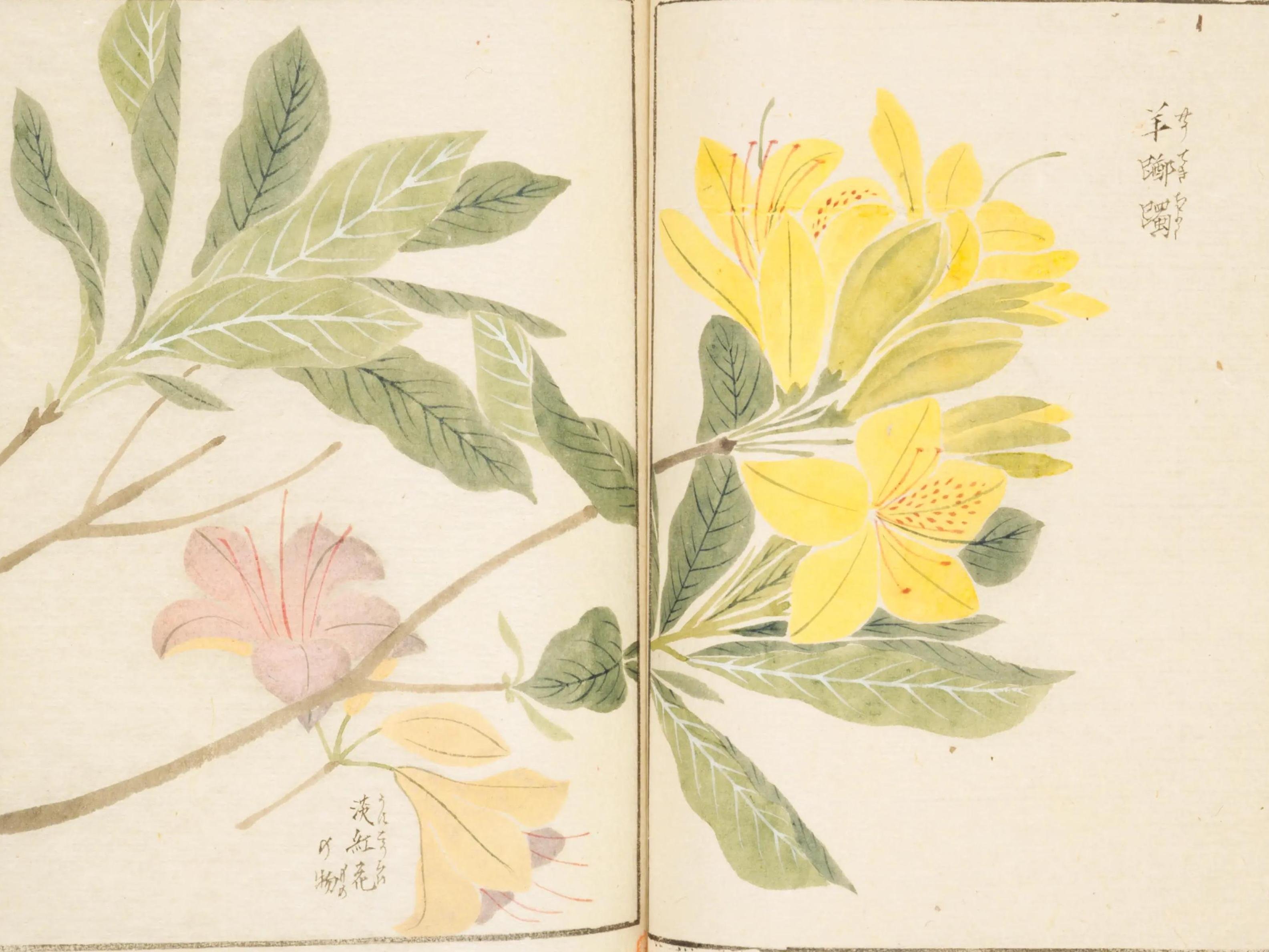 192．岩崎灌園『本草図譜』のツツジ｜sasayan