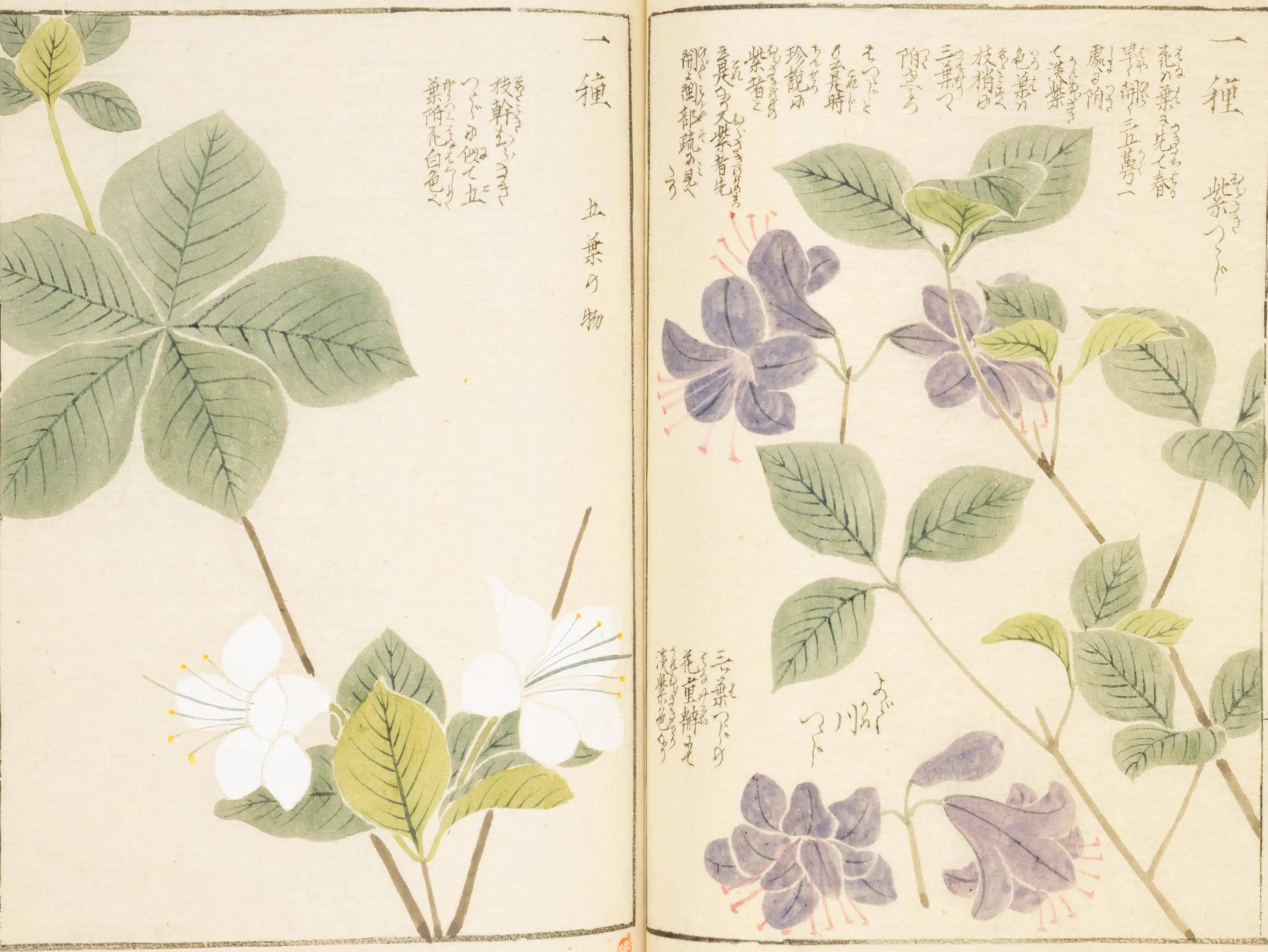 192．岩崎灌園『本草図譜』のツツジ｜sasayan