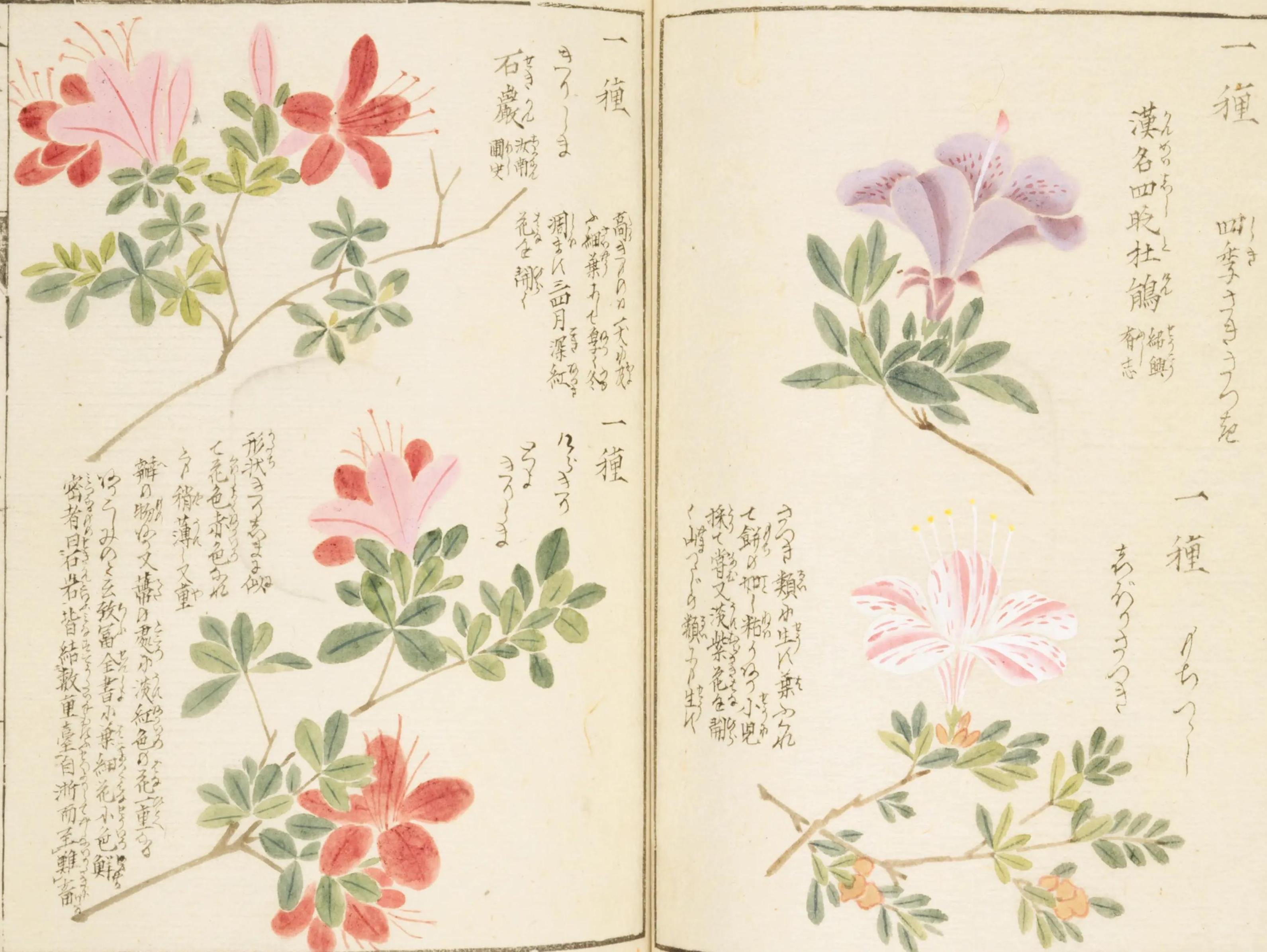 192．岩崎灌園『本草図譜』のツツジ｜sasayan