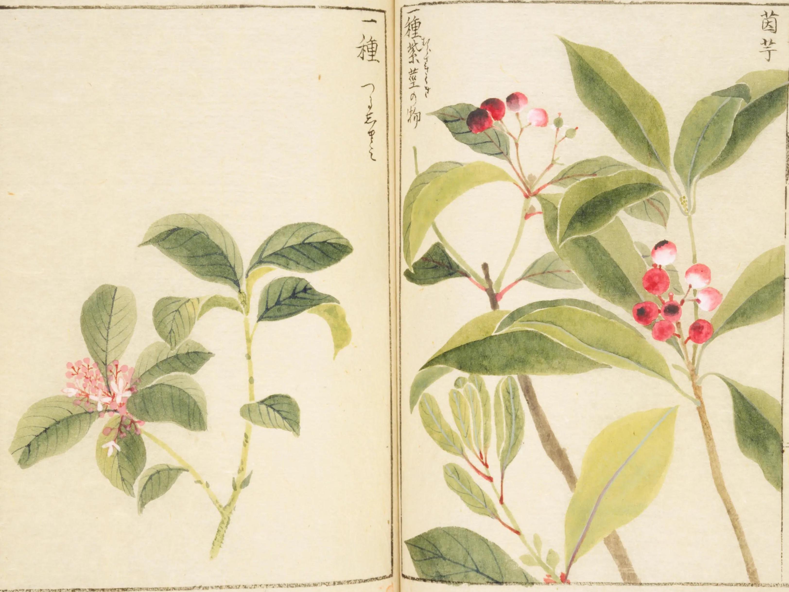 192．岩崎灌園『本草図譜』のツツジ｜sasayan