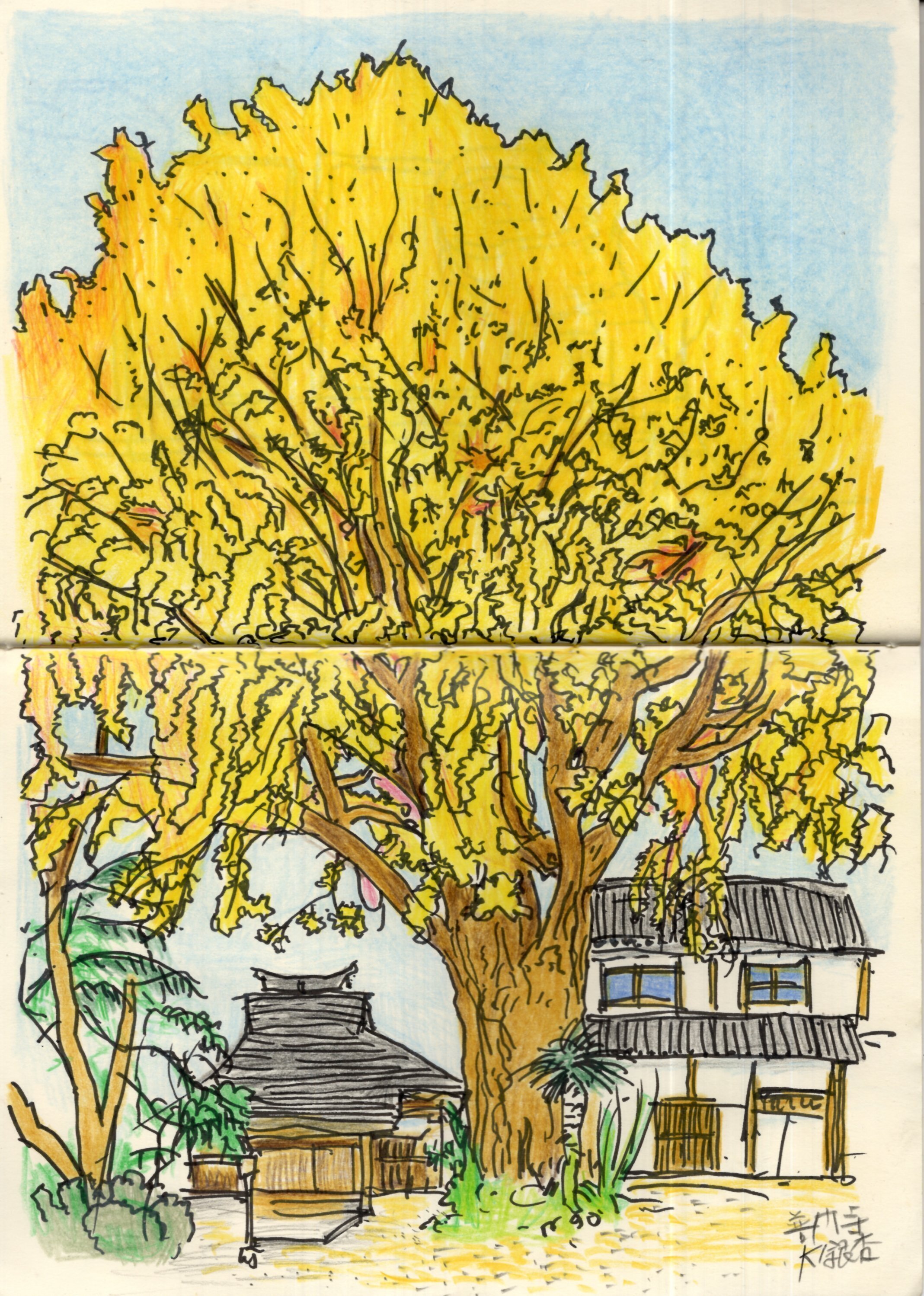 2025紅葉スケッチ＞府中・普門寺の「大銀杏」手帳スケッチ｜わたなべ