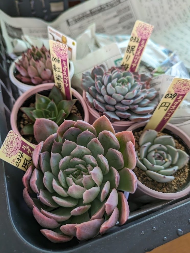 多肉植物が好き｜でも育て方が難しい｜多肉植物は意外と難しく、奥が