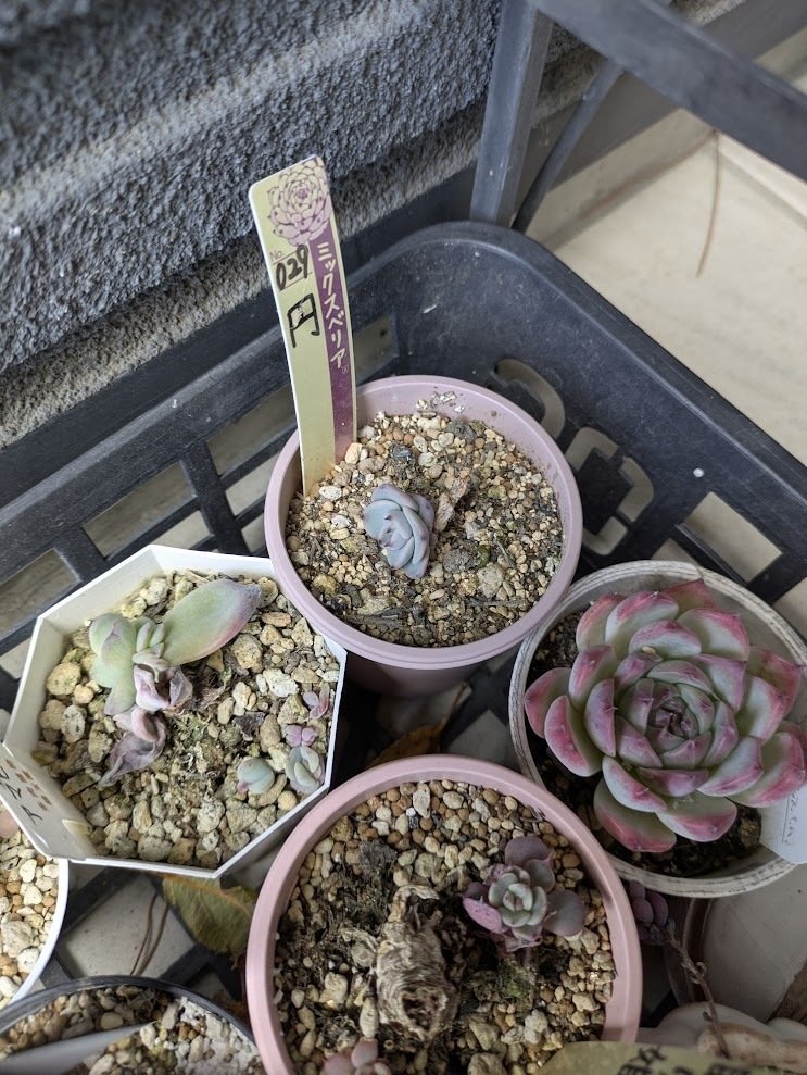 Top【選抜株】多肉植物　22308 フレーム　ロータス21個　鉢無し/脱土 多肉植物が好き｜でも育て方が難しい｜多肉植物は意外と難しく、奥が