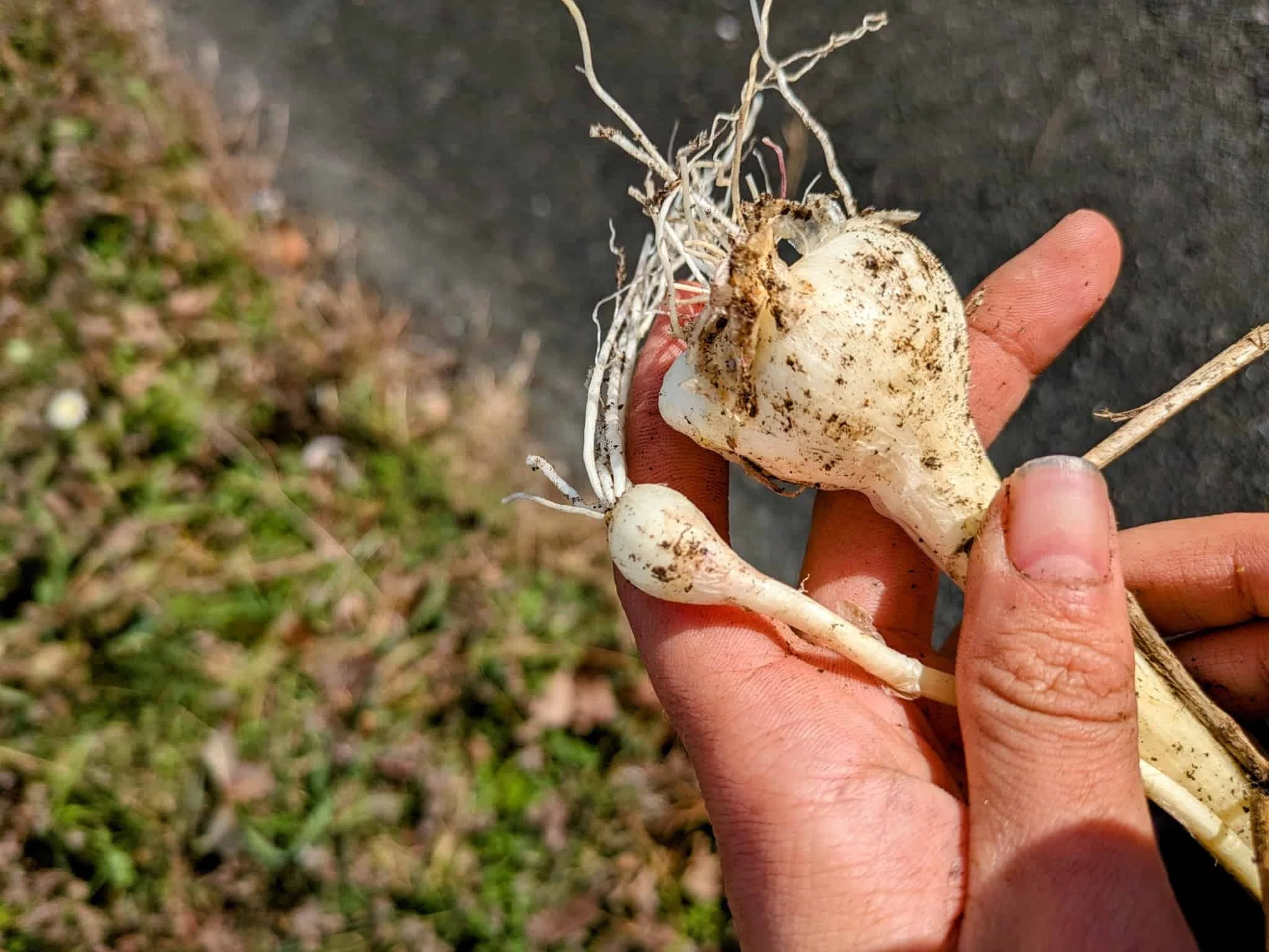 衝撃】昼休みの山散歩で「巨大ノビル」を発見！環境の違いでここまで