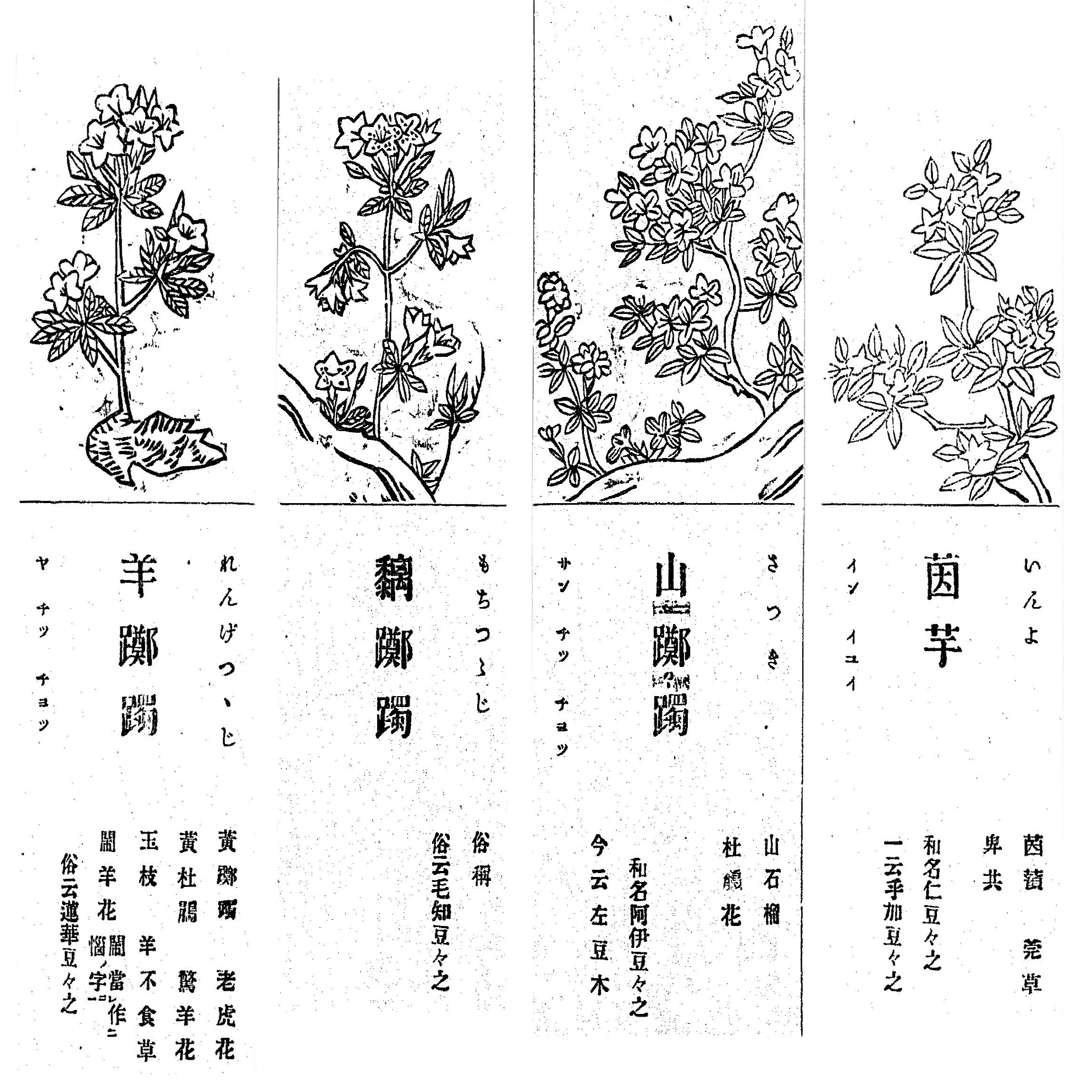 193．江戸中期の多彩なツツジ図譜｜sasayan