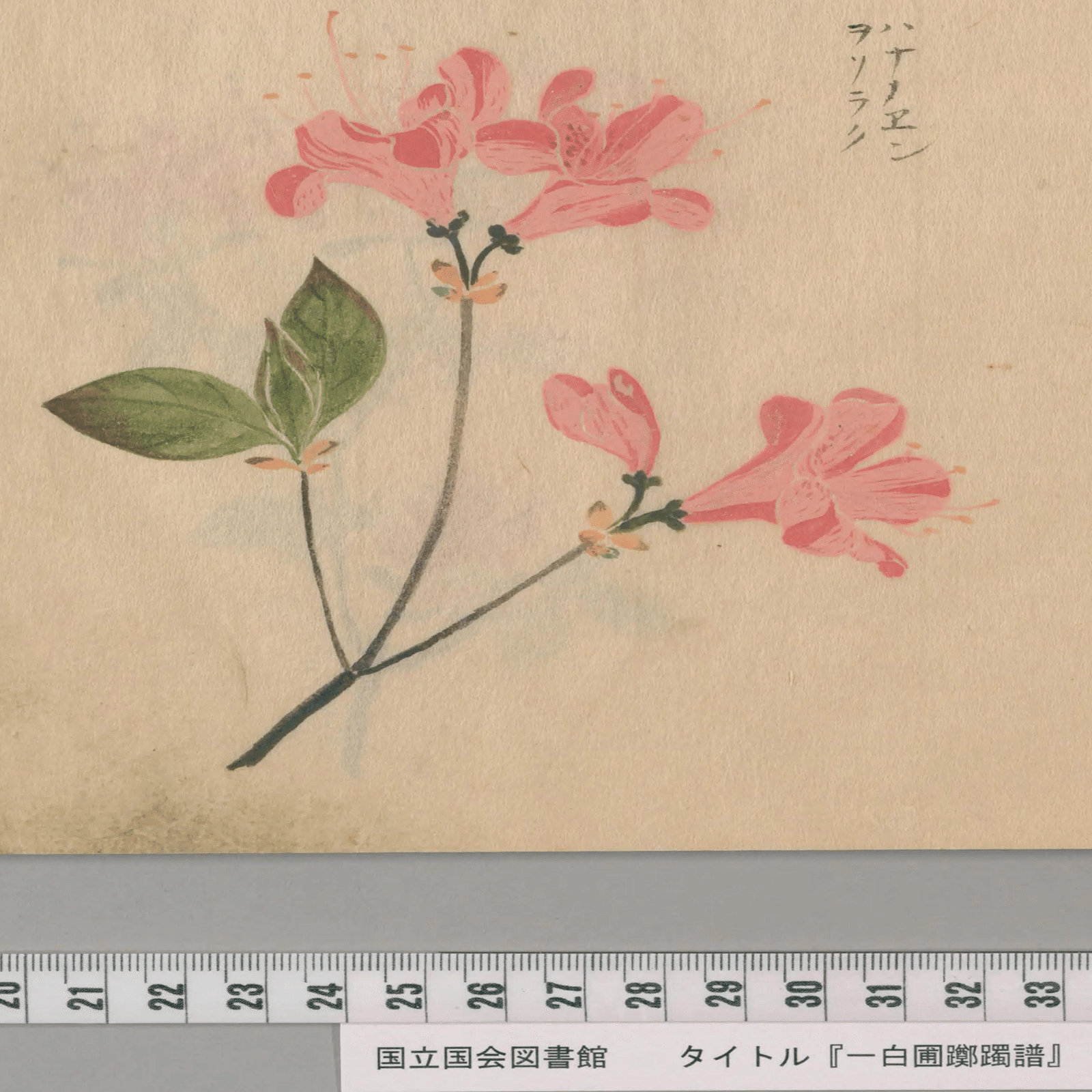 193．江戸中期の多彩なツツジ図譜｜sasayan