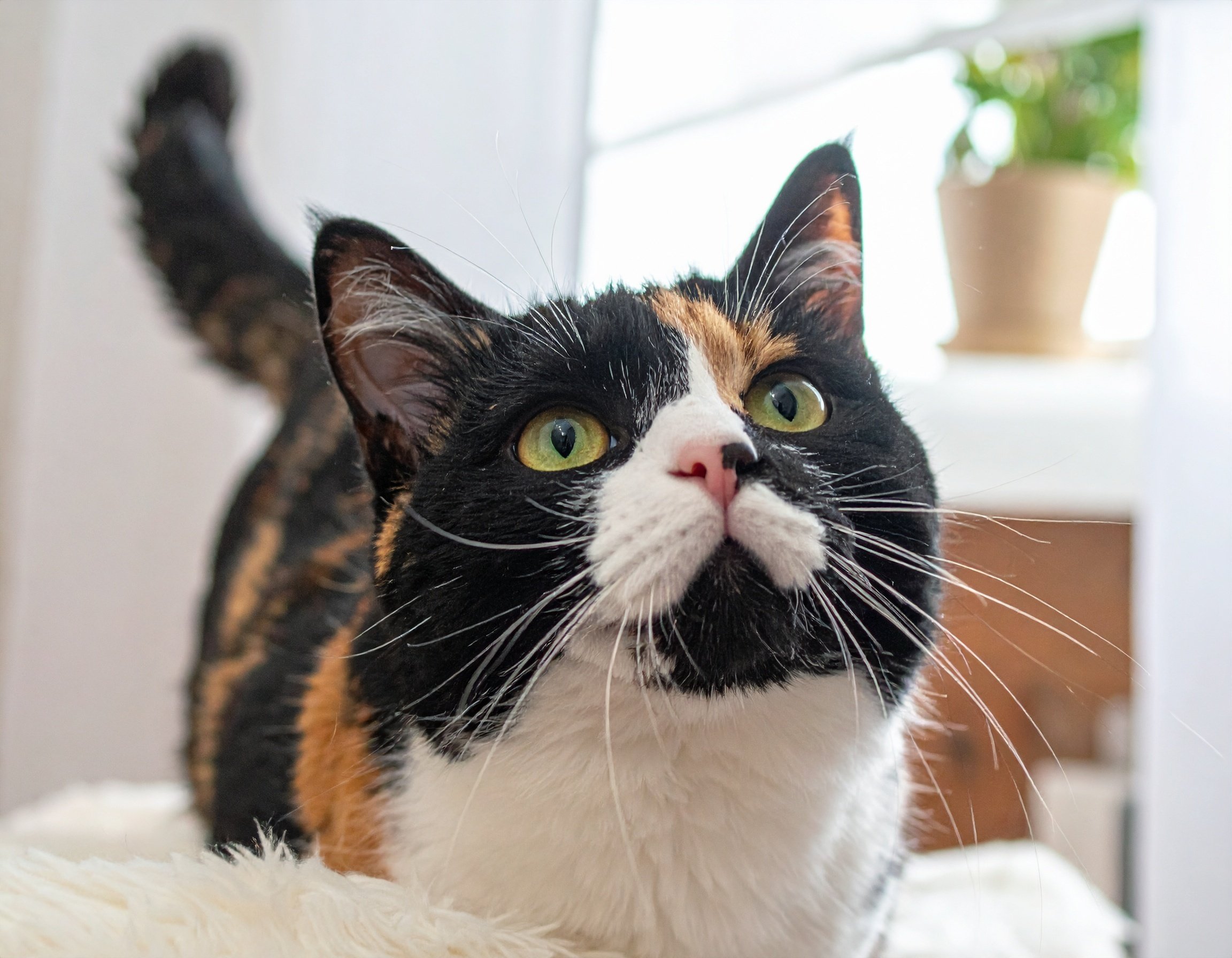 猫ココ 🎈本日の猫ゴコロ｜#3｜🌻猫宮凪紗🌻｜季の菓 (TOKINOKA) Sweets Lab