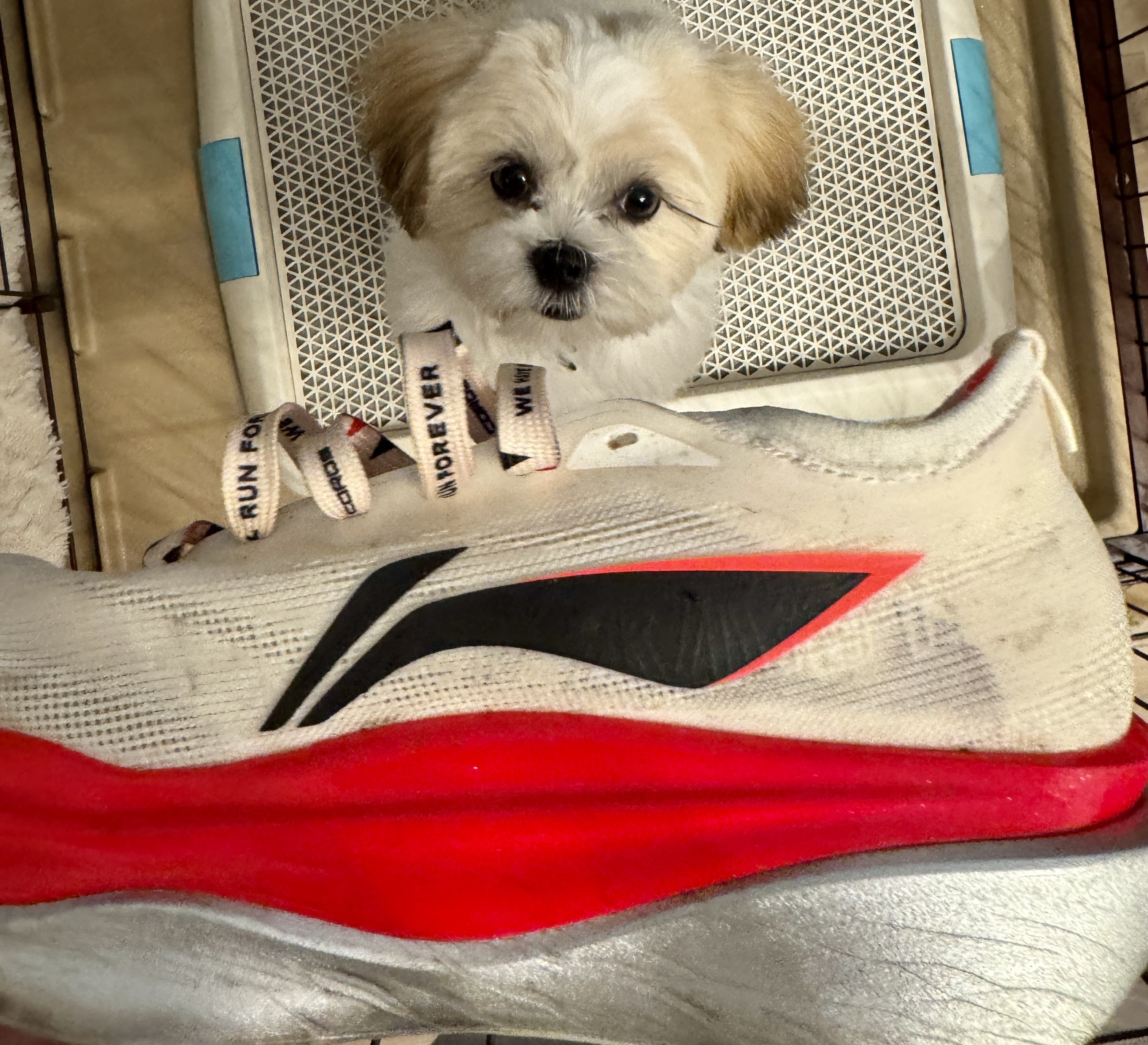 LI-NINGリーニン 大迫傑選手モデル ランニングタイツ Mサイズ新品未使用 LI-NINGリーニン 大迫傑選手モデル ランニングタイツ Mサイズ新品未