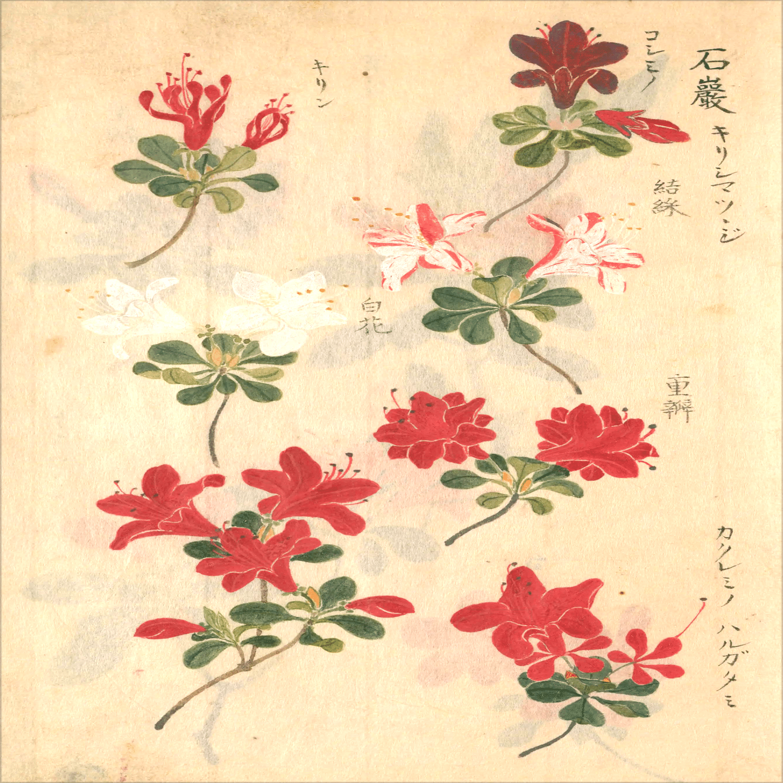 193．江戸中期の多彩なツツジ図譜｜sasayan