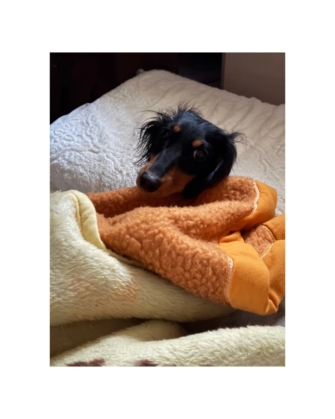 犬 大喜利 写真 おはよう」「犬 寝顔 睡眠時間