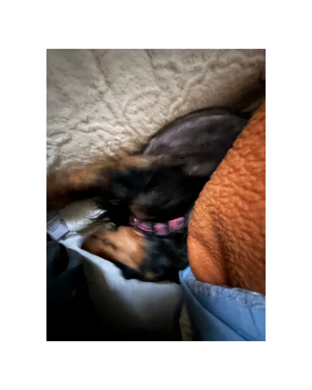 犬 寝顔 睡眠時間