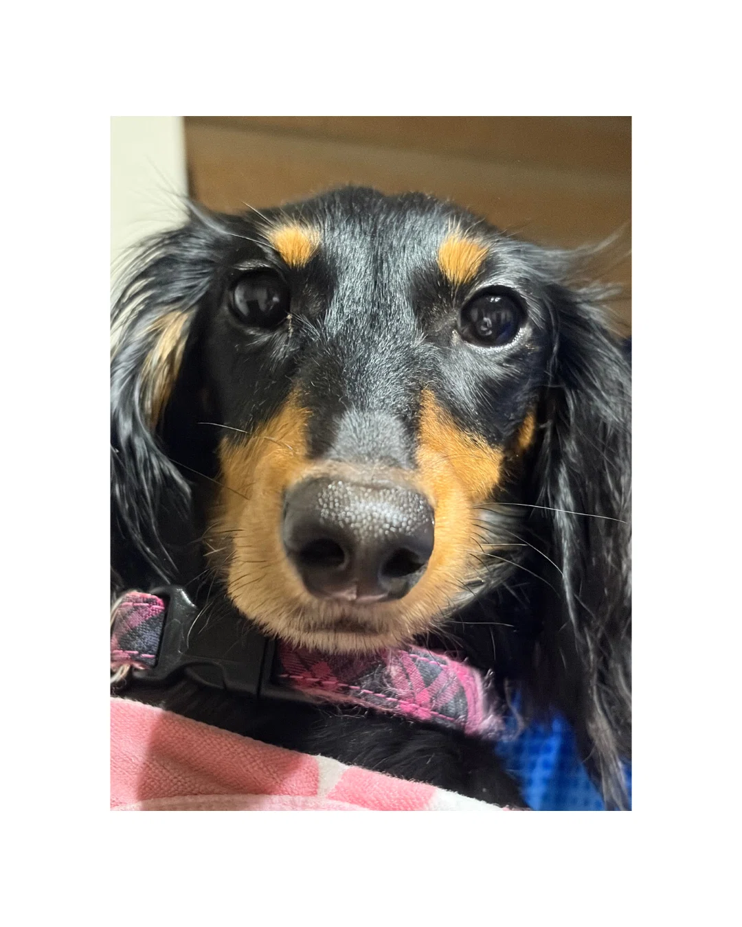 犬 寝顔 睡眠時間
