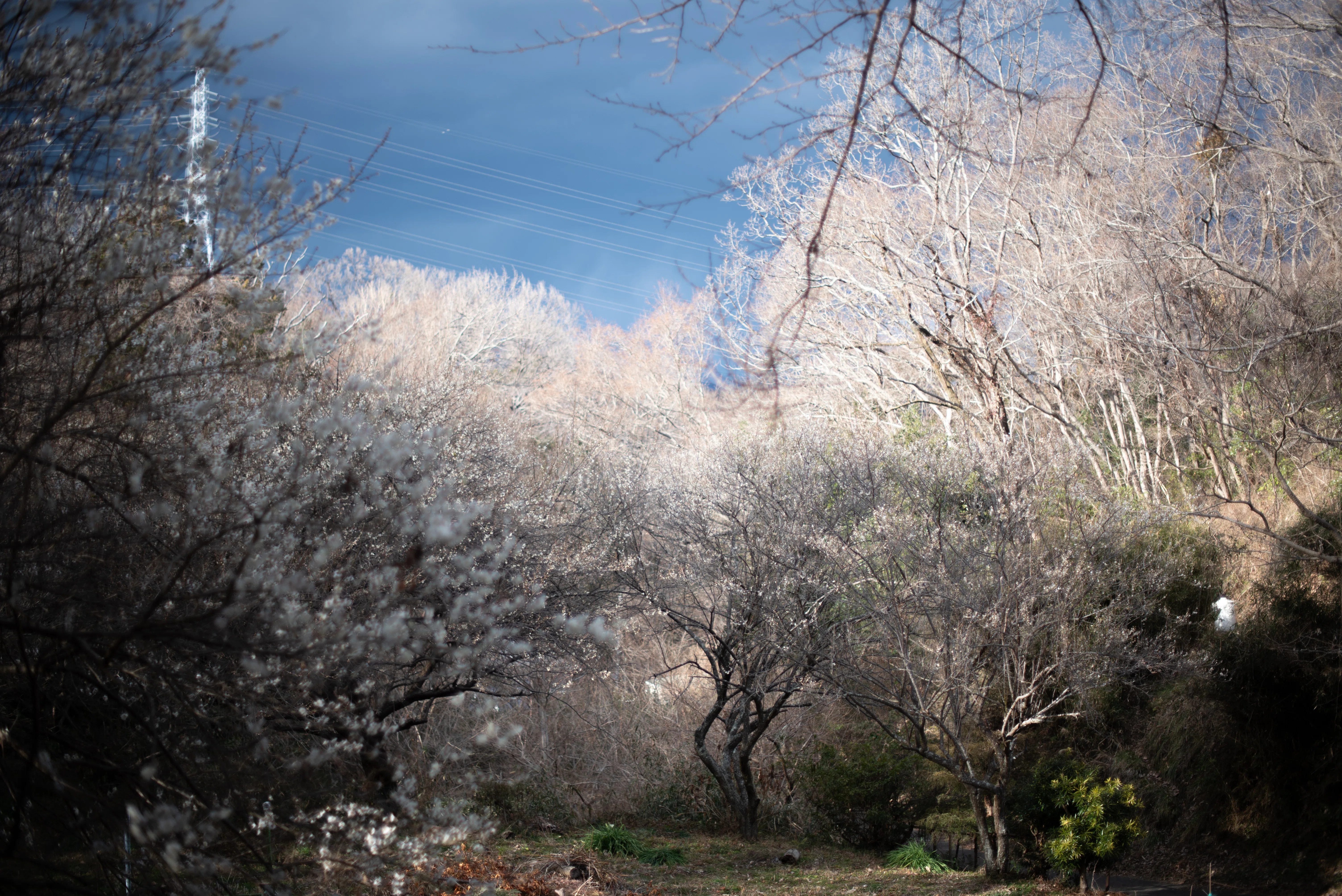 情景を演出するレンズ｜Nikon AF-S NIKKOR 50mm f/1.4 G｜作例＋レンズ