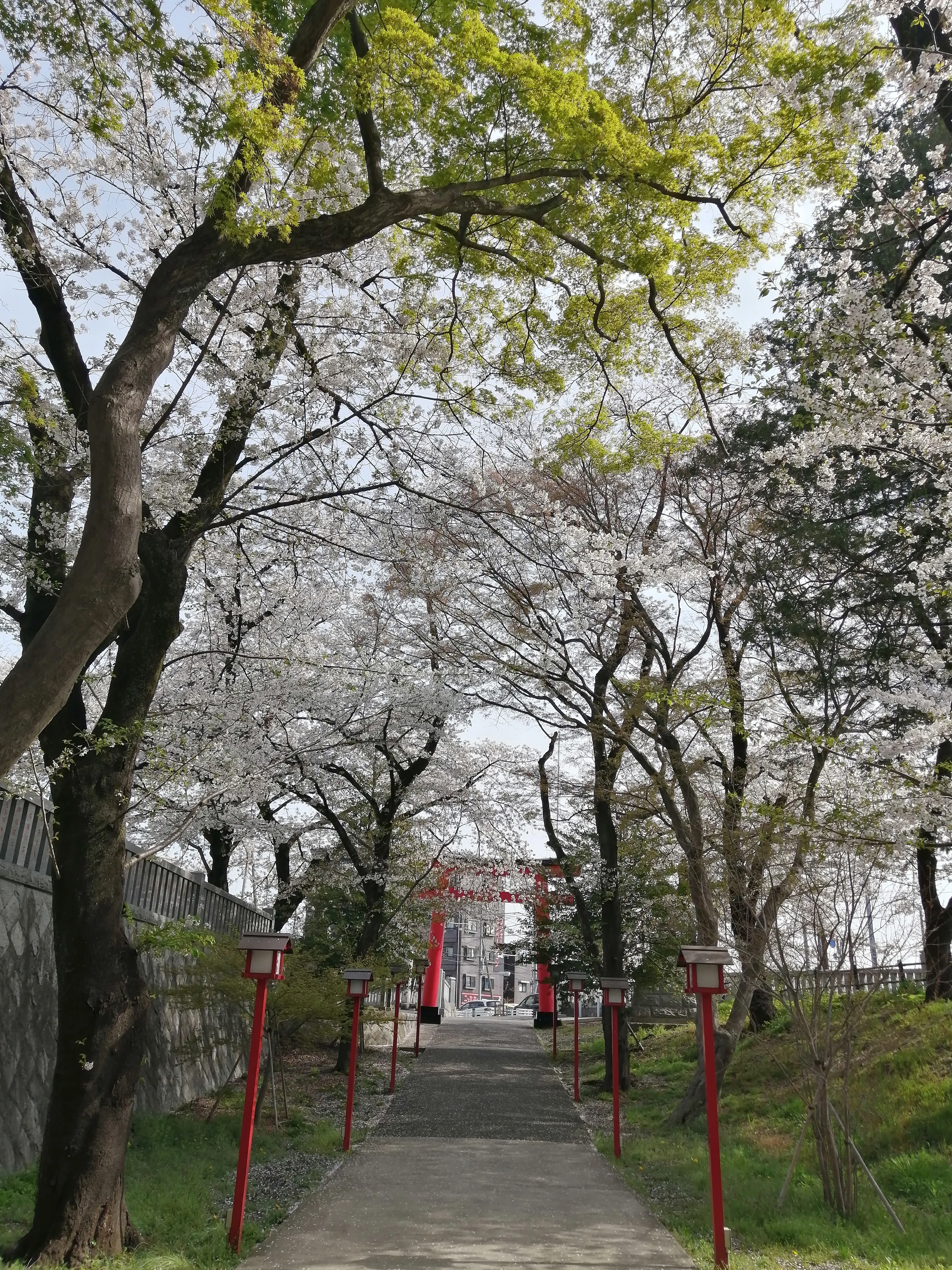 菅原神社(町田)～尾根緑道～小山内裏公園～高尾山～みんみんラーメン