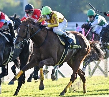 アグネスフライト 京都新聞杯G3 現地的中単勝馬券 1991年 京都新聞杯（