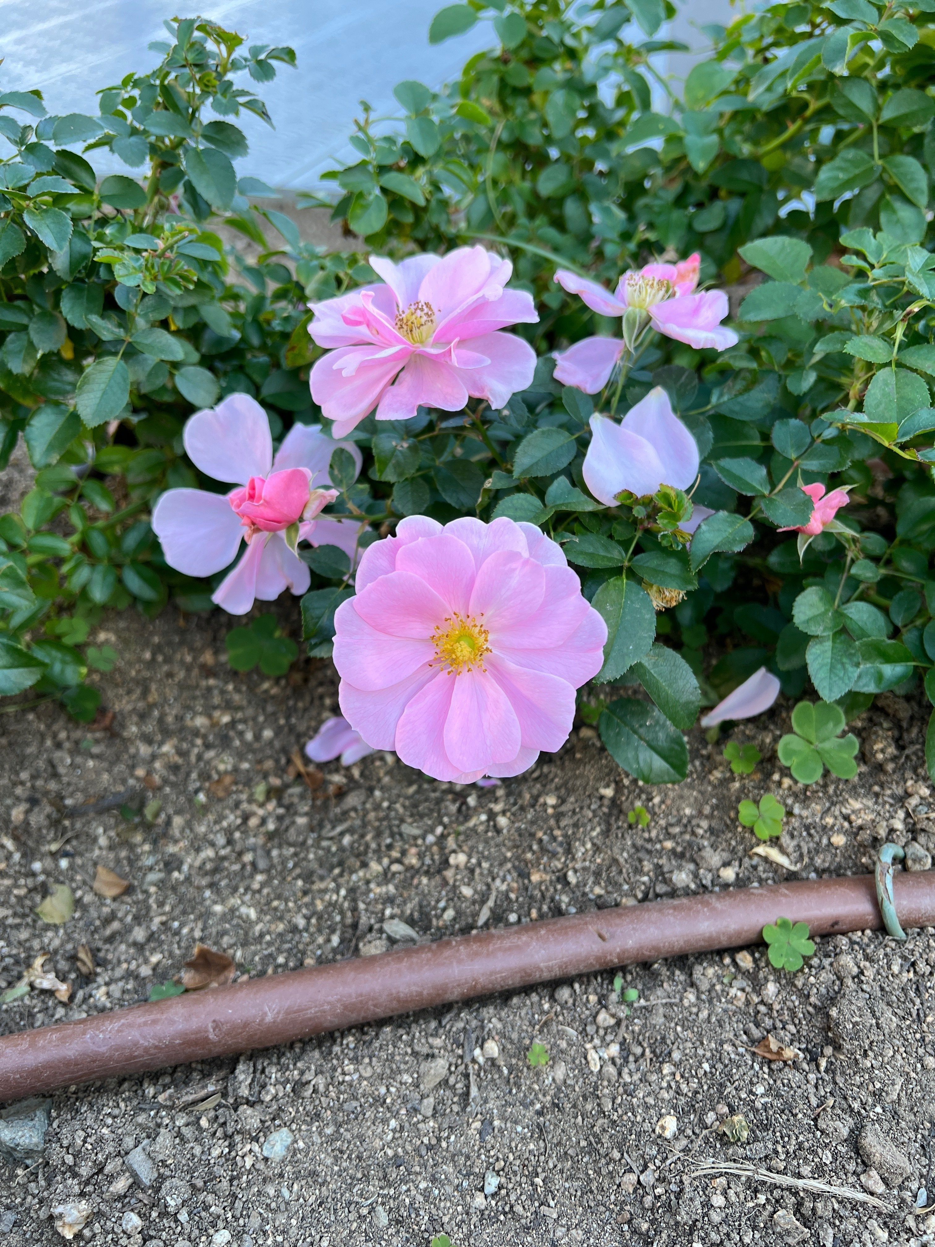 🇩🇪クイーン・マザー(Queen Mother)🌹中之島バラ園|ぱぽにゃん 🇩🇪クイーン・マザー(Queen Mother)🌹中之島バラ園|ぱぽにゃん